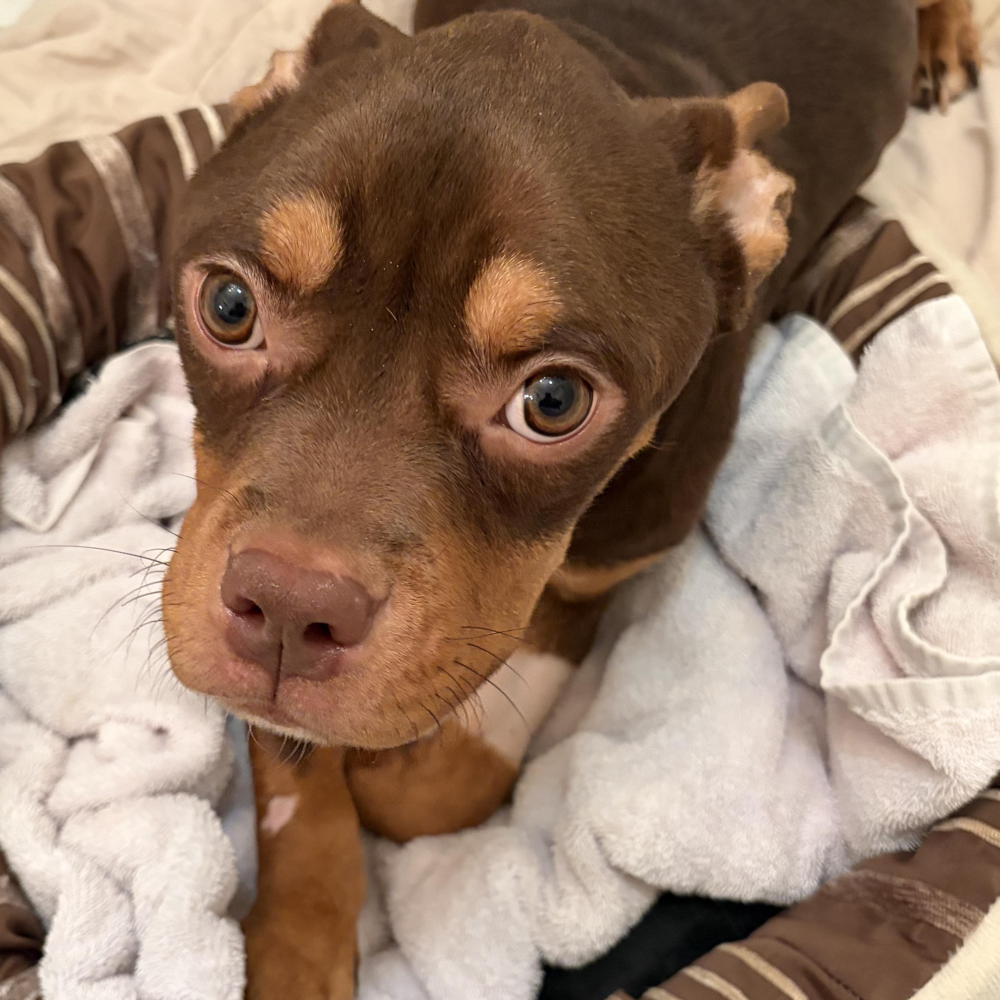 Enlarge Elvis, a ADOPTABLE mixed breed in Gaithersburg, MD image 2/5