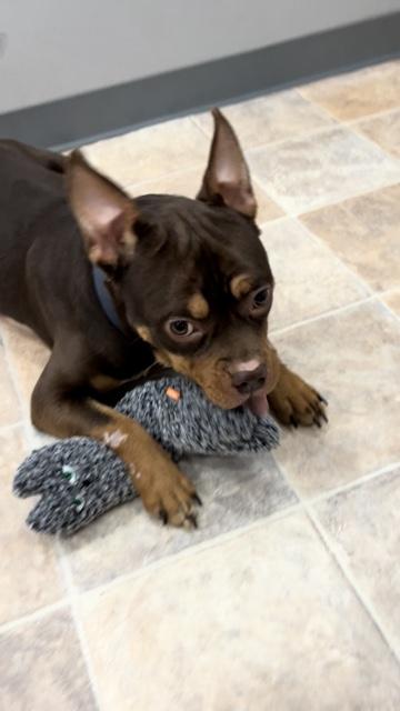 Enlarge Elvis, a ADOPTABLE mixed breed in Gaithersburg, MD image 4/5