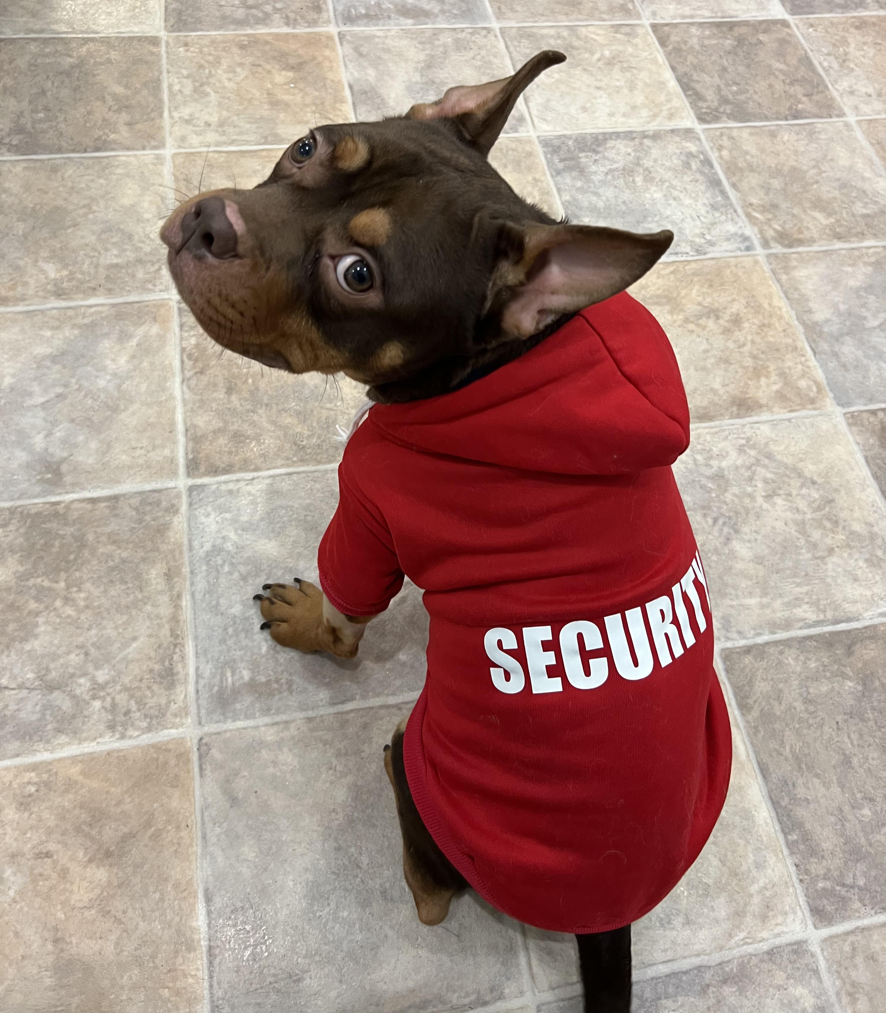 Enlarge Elvis, a ADOPTABLE mixed breed in Gaithersburg, MD image 1/5