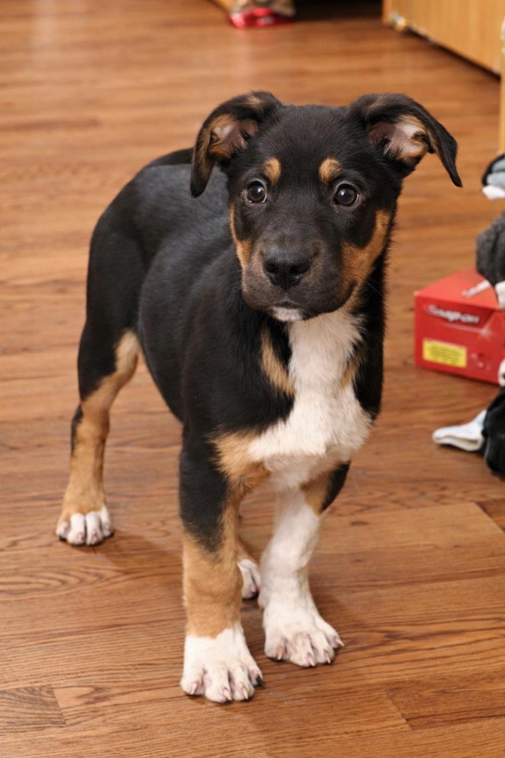 Luigi , adopted, Puppy Male Mixed Breed.