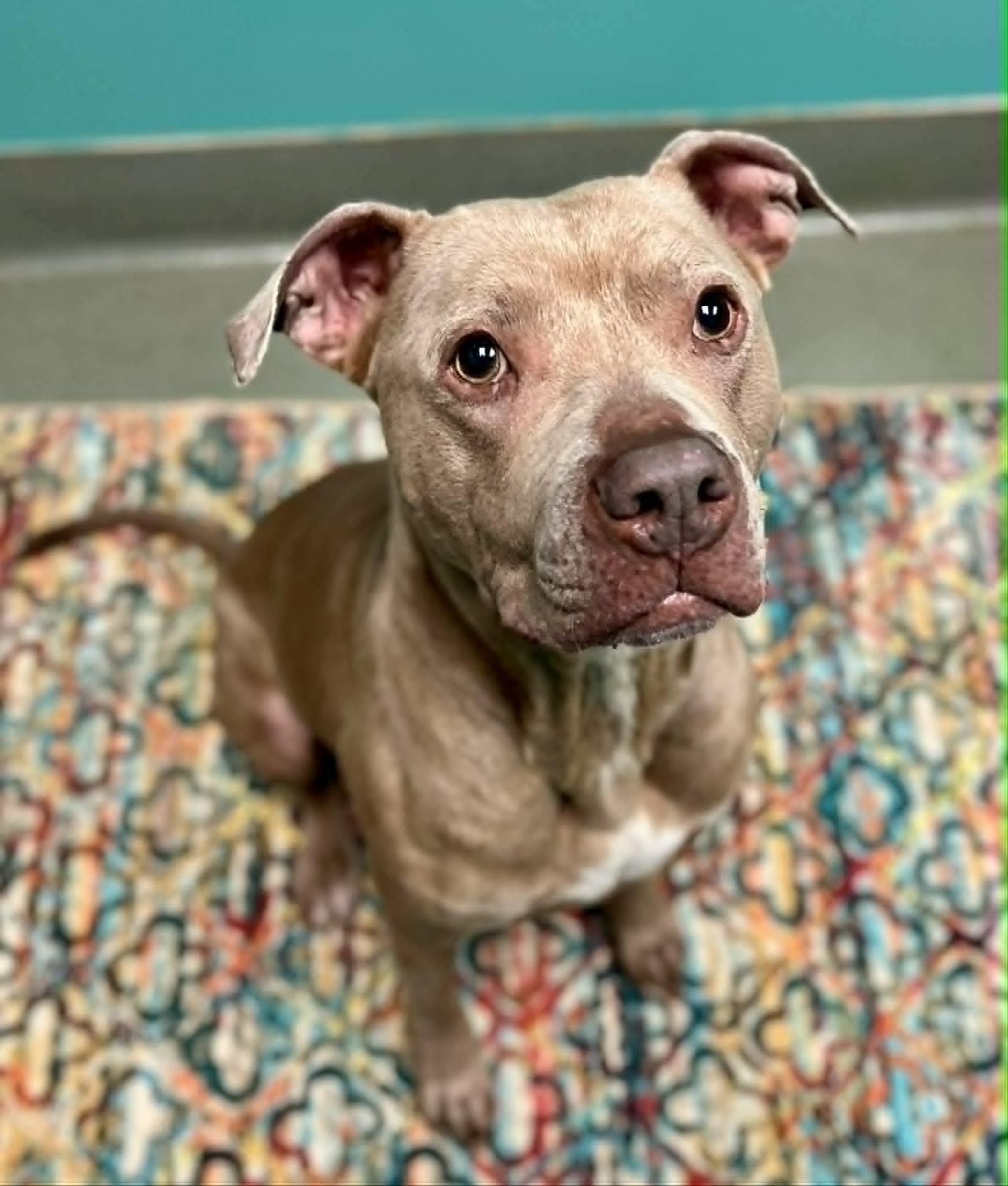 Enlarge Nala, a ADOPTABLE Pit Bull Terrier in Merrillville, IN image 1/5