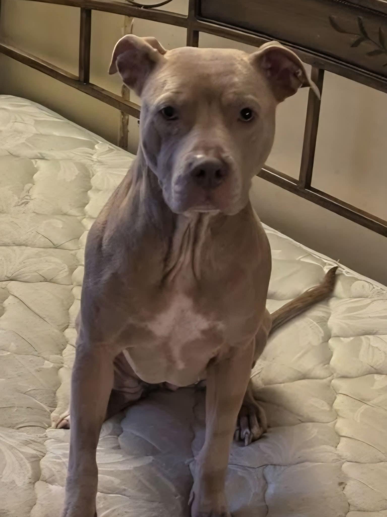 Enlarge Nala, a ADOPTABLE Pit Bull Terrier in Merrillville, IN image 5/5
