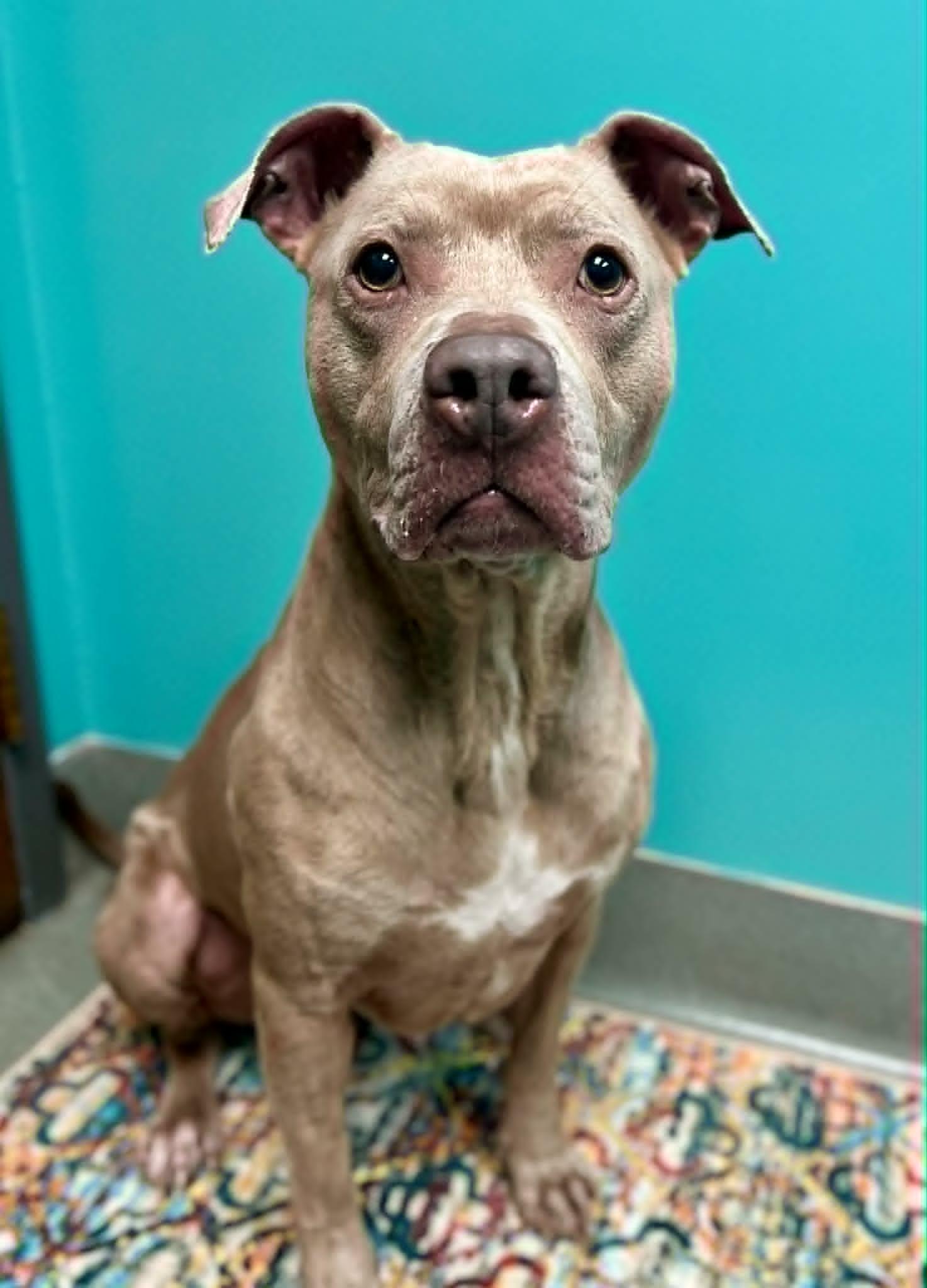 Enlarge Nala, a ADOPTABLE Pit Bull Terrier in Merrillville, IN image 2/5