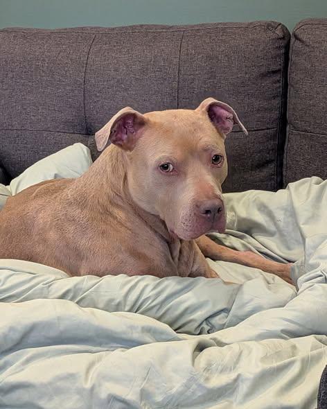 Enlarge Nala, a ADOPTABLE Pit Bull Terrier in Merrillville, IN image 3/5
