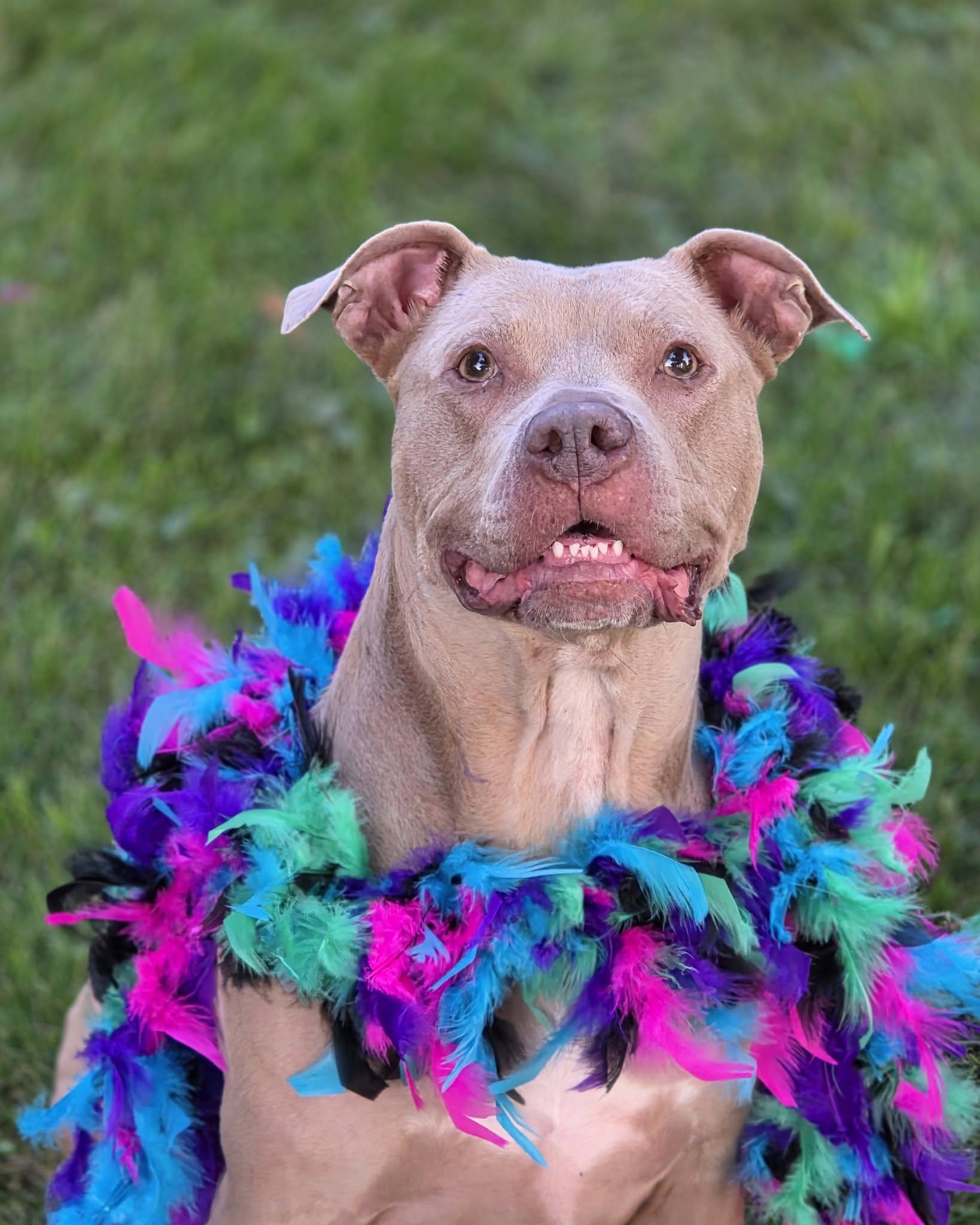 Nala, ADOPTABLE, Adult Female Pit Bull Terrier.