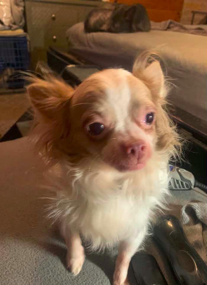 Luca $500, Adoptable, Young Male Chihuahua.