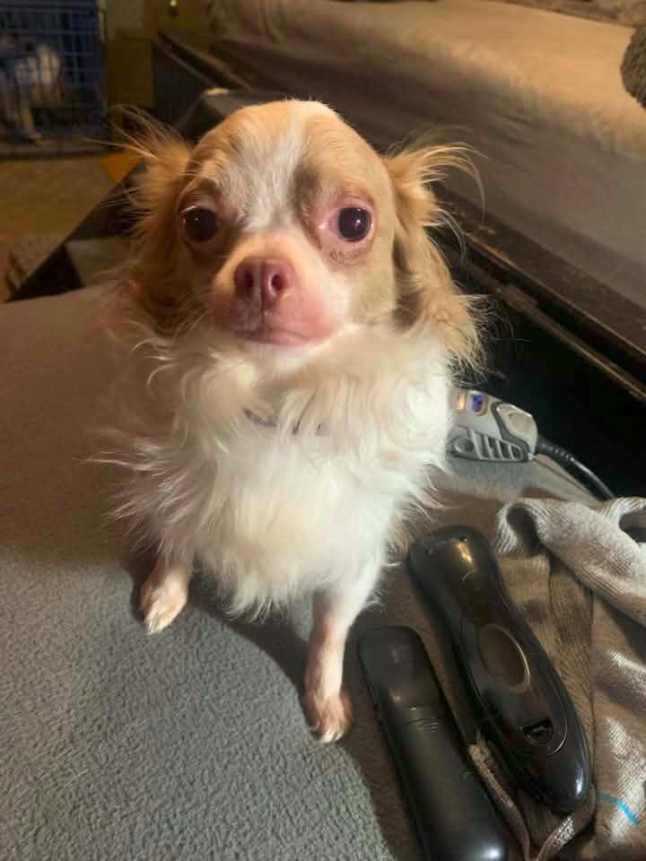 Enlarge Luca $500, a Adoptable Chihuahua in Milwaukee, WI image 2/5