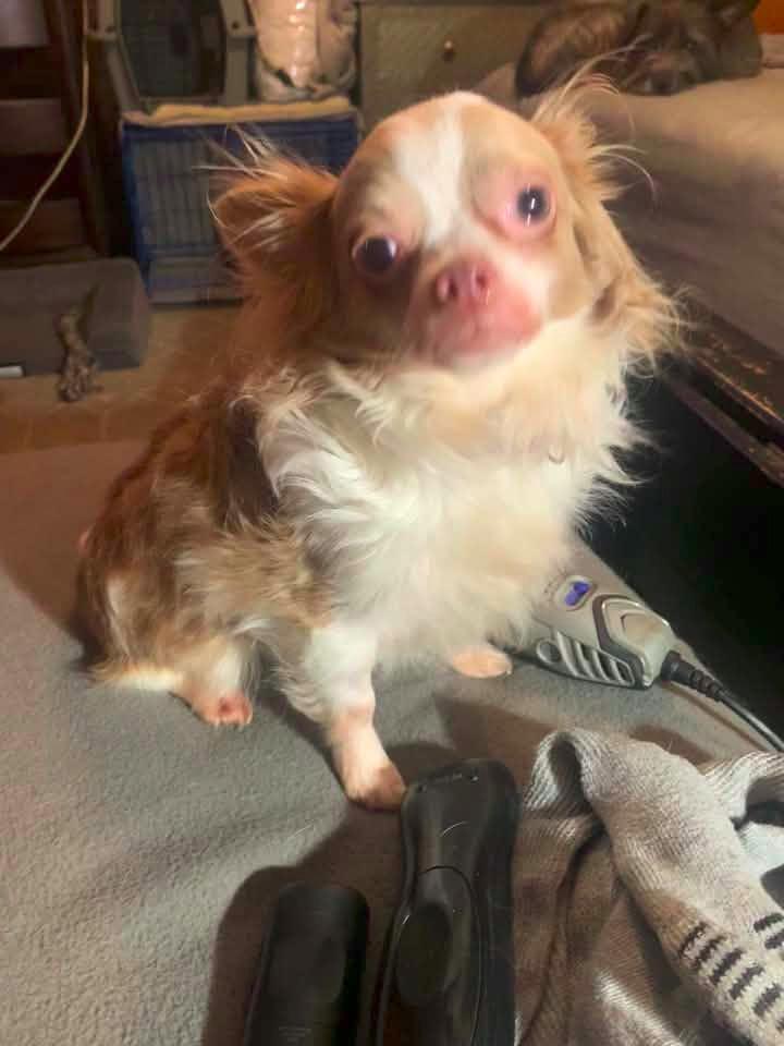 Enlarge Luca $500, a Adoptable Chihuahua in Milwaukee, WI image 3/5