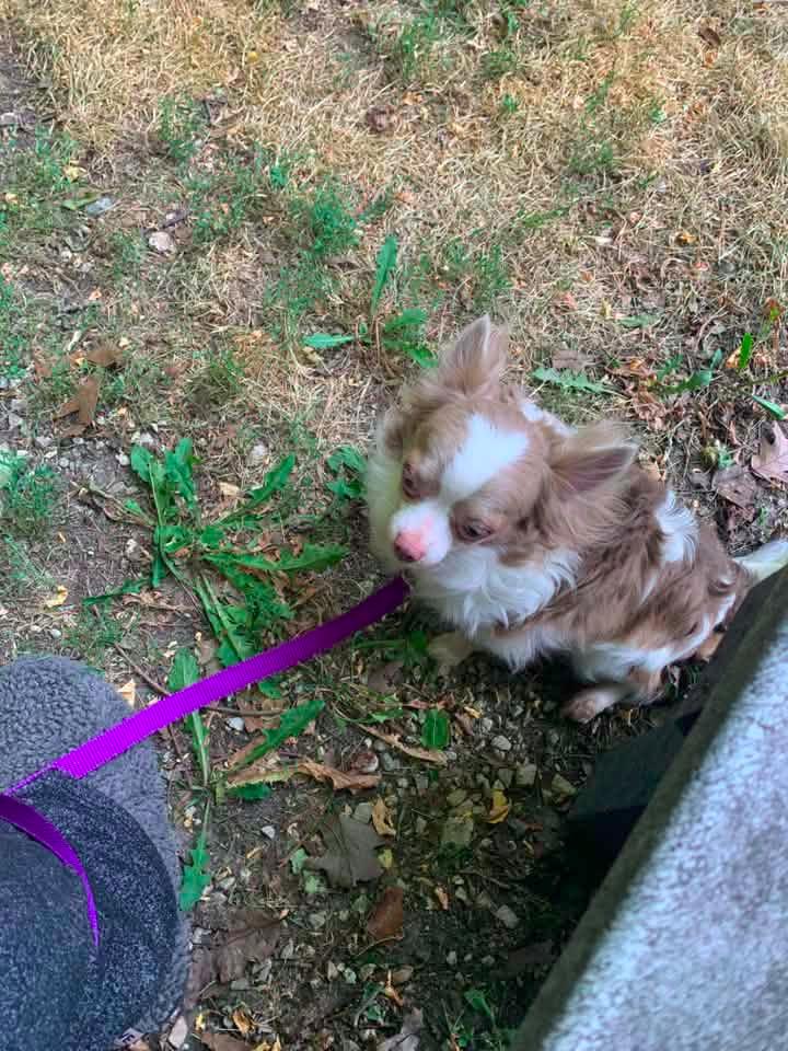 Enlarge Luca $500, a Adoptable Chihuahua in Milwaukee, WI image 4/5
