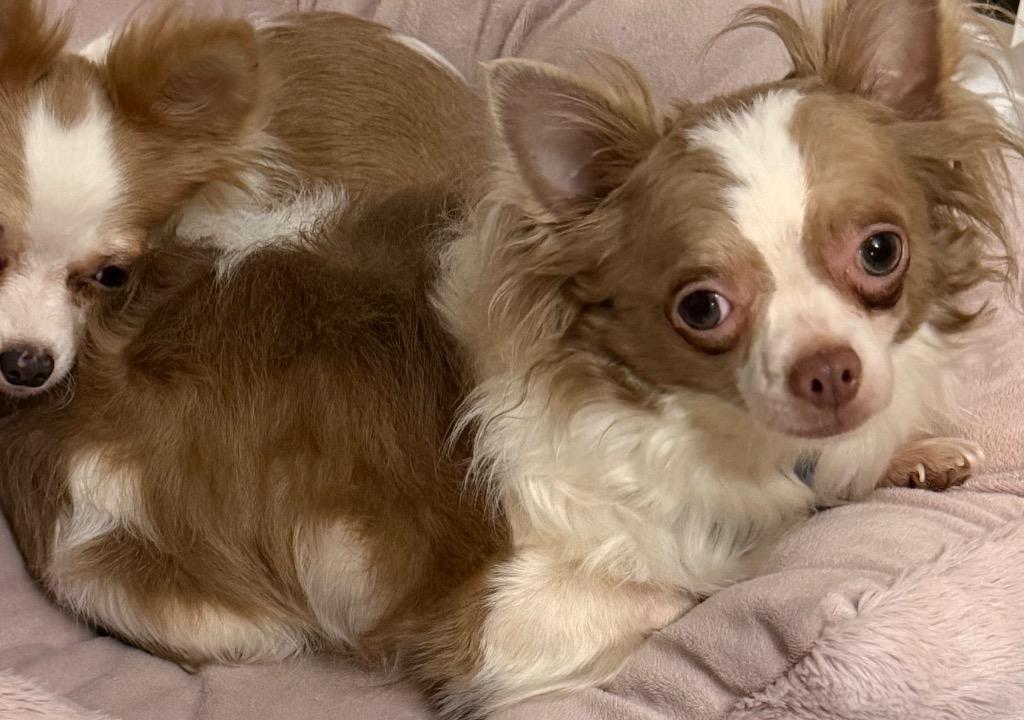 Enlarge Luca $500, a Adoptable Chihuahua in Milwaukee, WI image 5/5