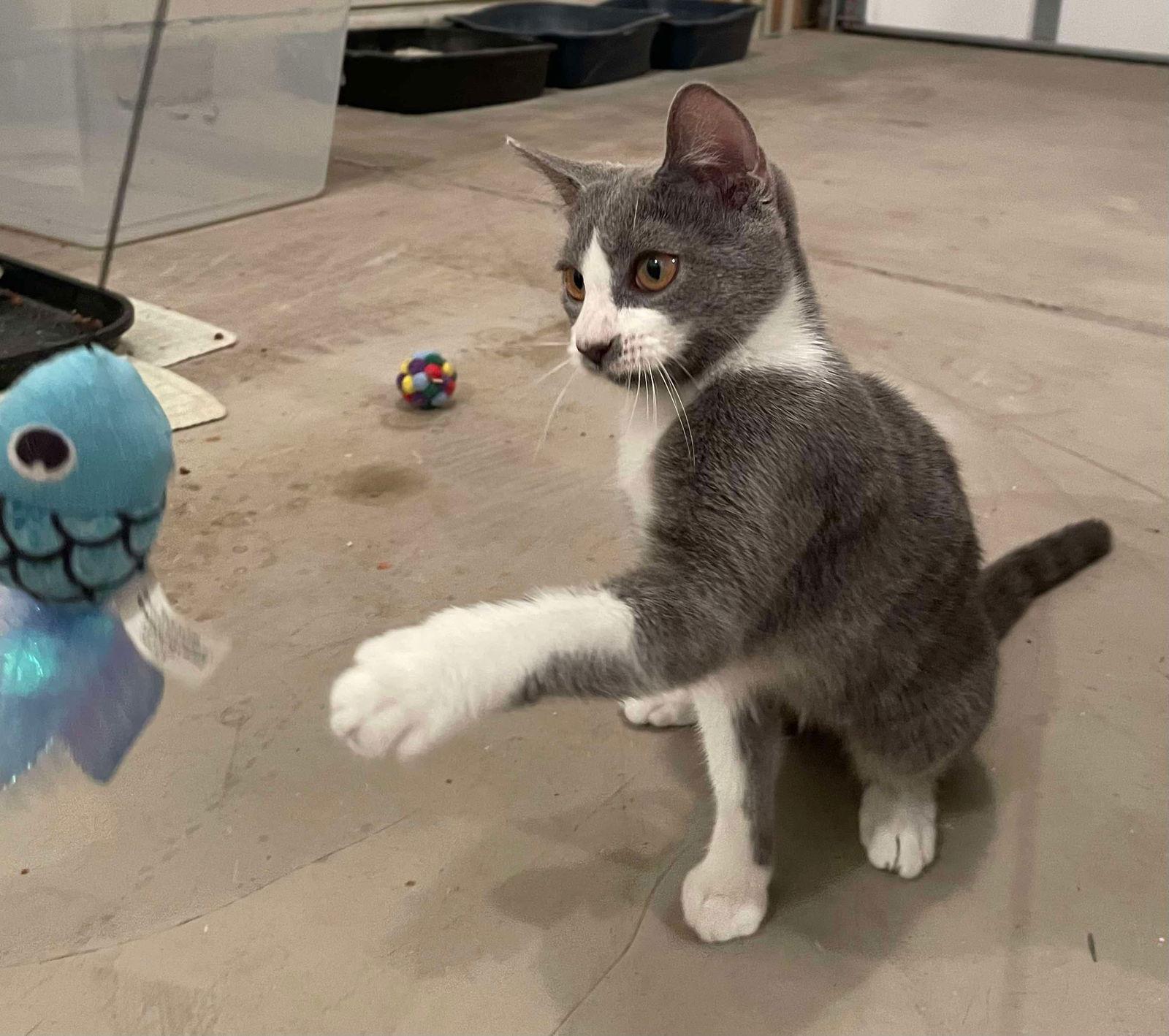 Button, a Adoptable Domestic Short Hair in Oakboro , NC image 1/3