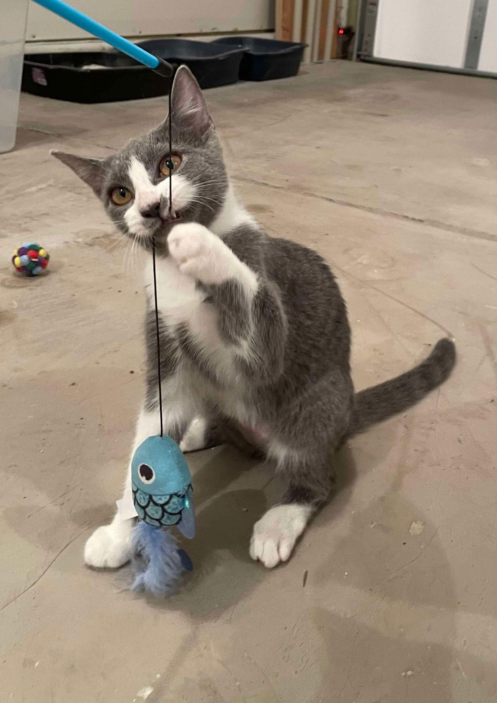 Button, a Adoptable Domestic Short Hair in Oakboro , NC image 2/3