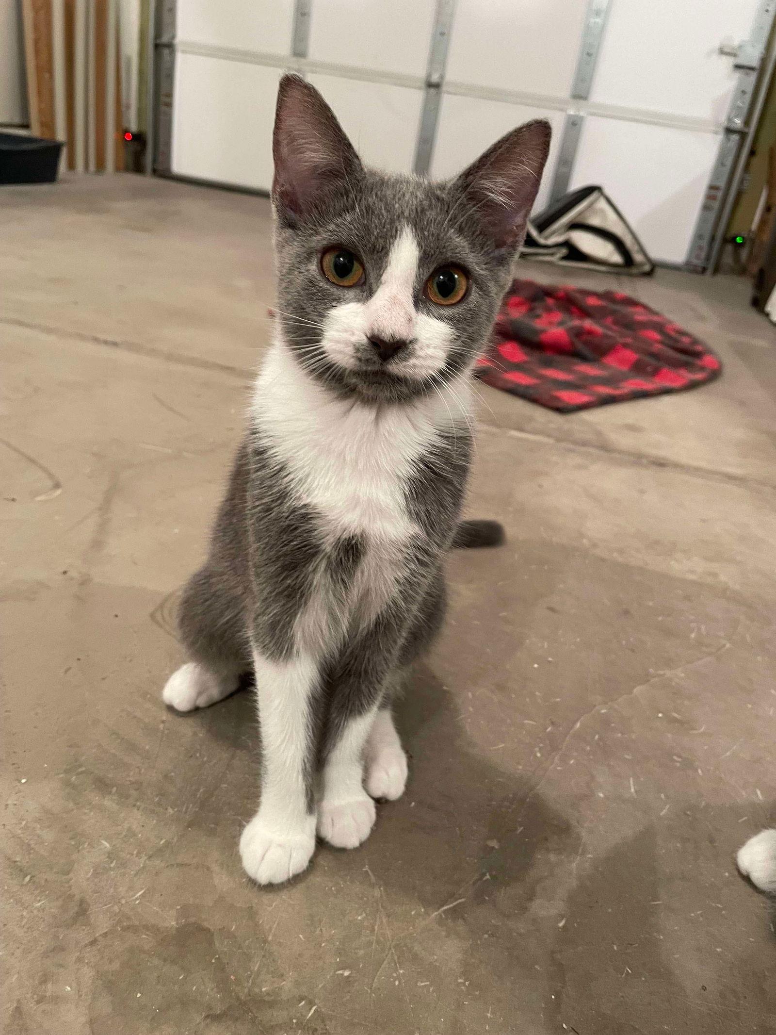 Button, a Adoptable Domestic Short Hair in Oakboro , NC image 3/3