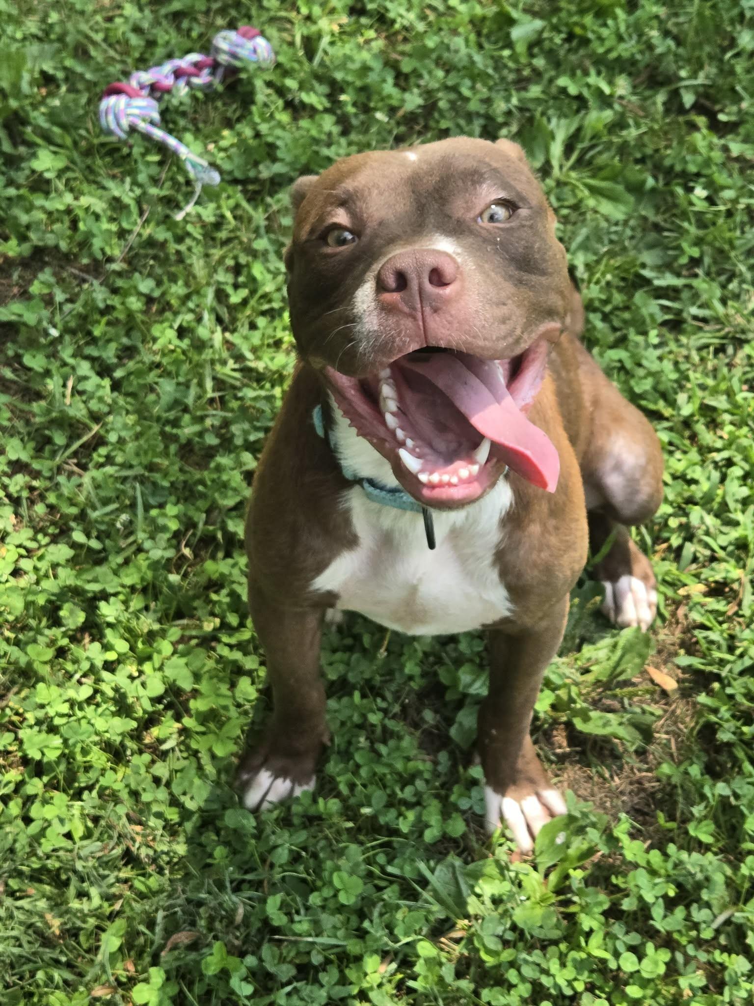 Todd, ADOPTABLE, Young Male Mixed Breed.