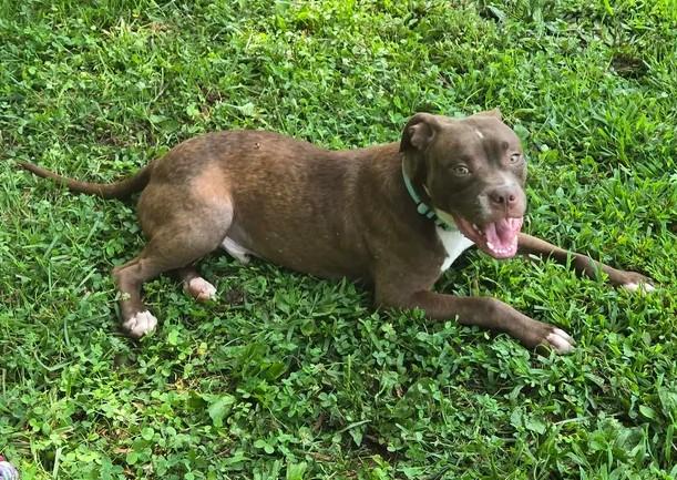 Enlarge Todd, a ADOPTABLE Mixed Breed in Point Pleasant, WV image 2/4