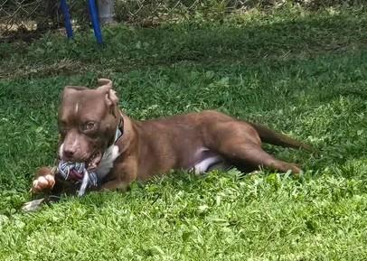 Enlarge Todd, a ADOPTABLE Mixed Breed in Point Pleasant, WV image 3/4