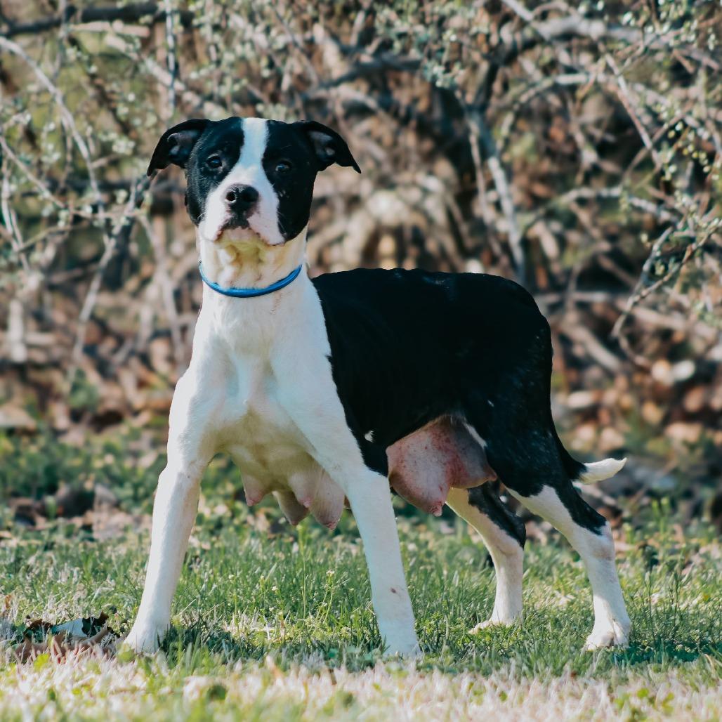 Enlarge Carla, a Adoptable mixed breed in Madisonville, KY image 2/2