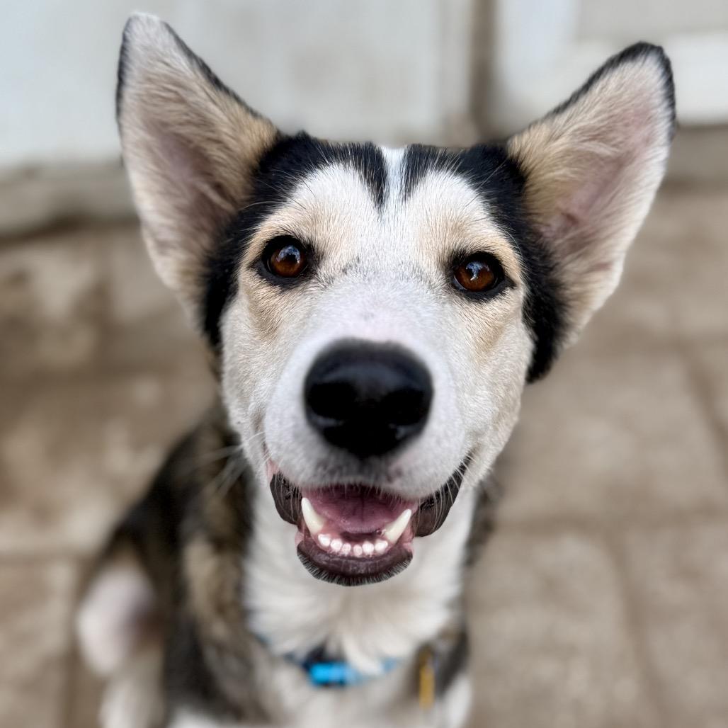 Enlarge Monica, a Adoptable Husky in Proctorville, OH image 1/1