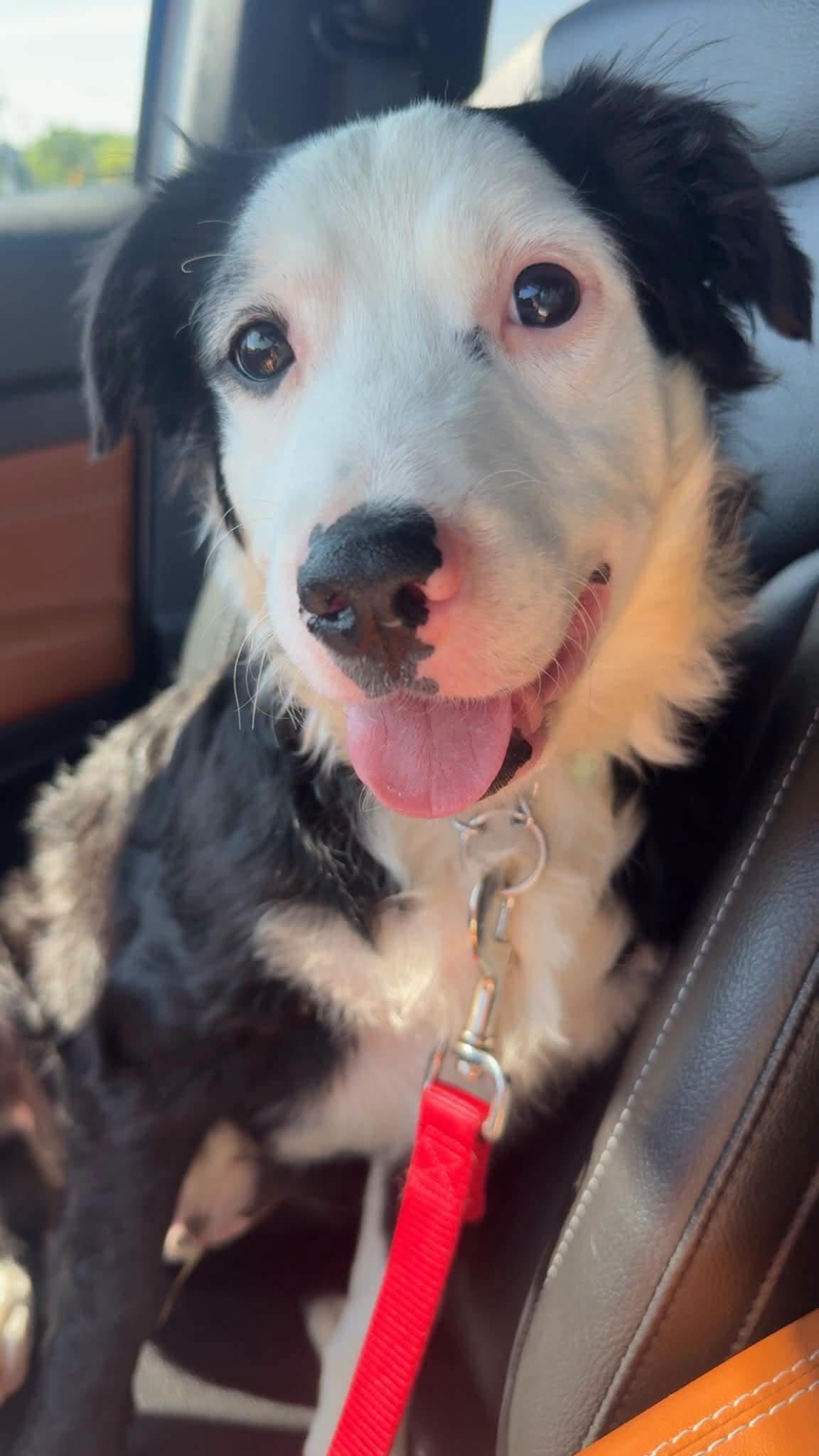 Mickey, ADOPTABLE, Young Male Border Collie.