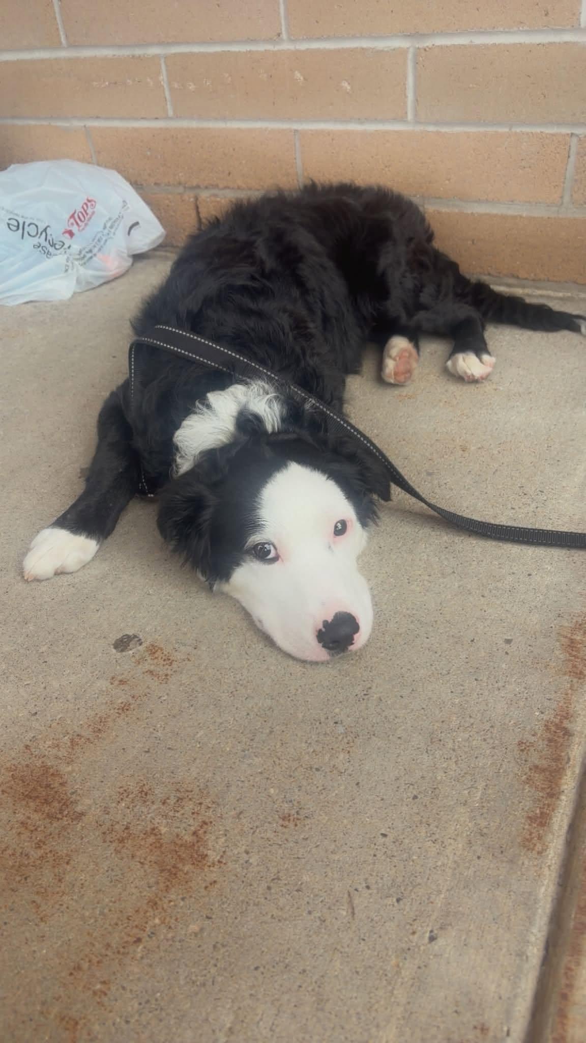 Enlarge Mickey, a Adopted mixed breed in Lake View, NY image 2/3