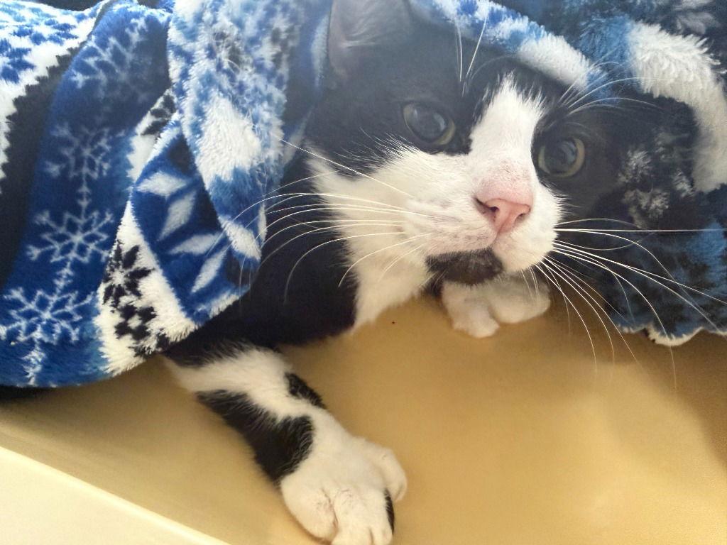 Enlarge Baldwin, a Adoptable Domestic Short Hair in St. Helens, OR image 1/1