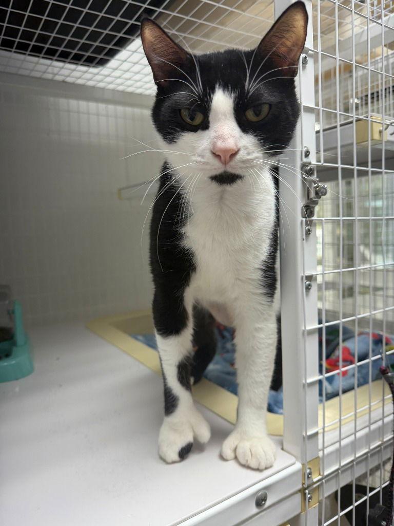 Enlarge Baldwin, a Adoptable Domestic Short Hair in St. Helens, OR image 2/2