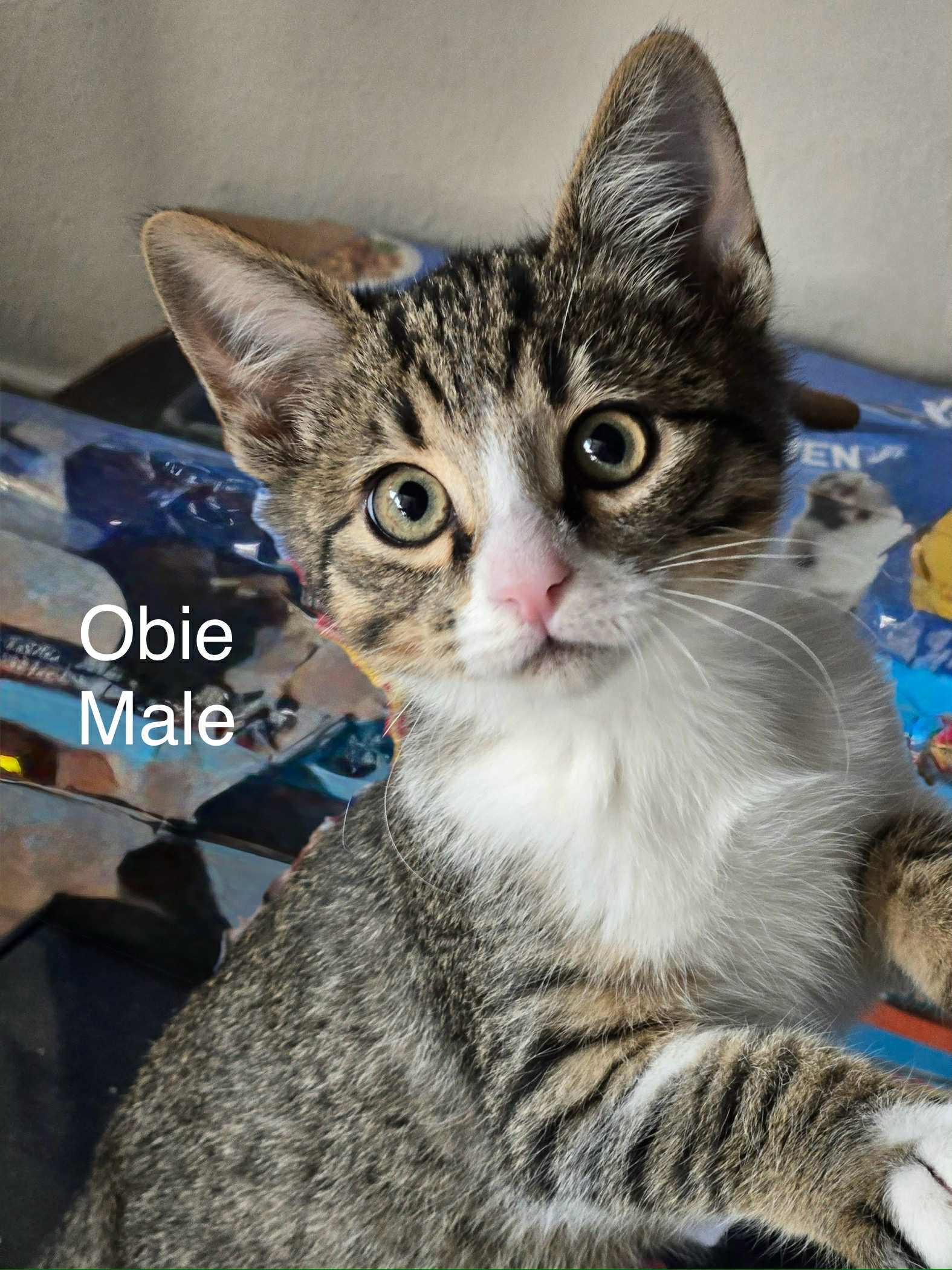 Obie