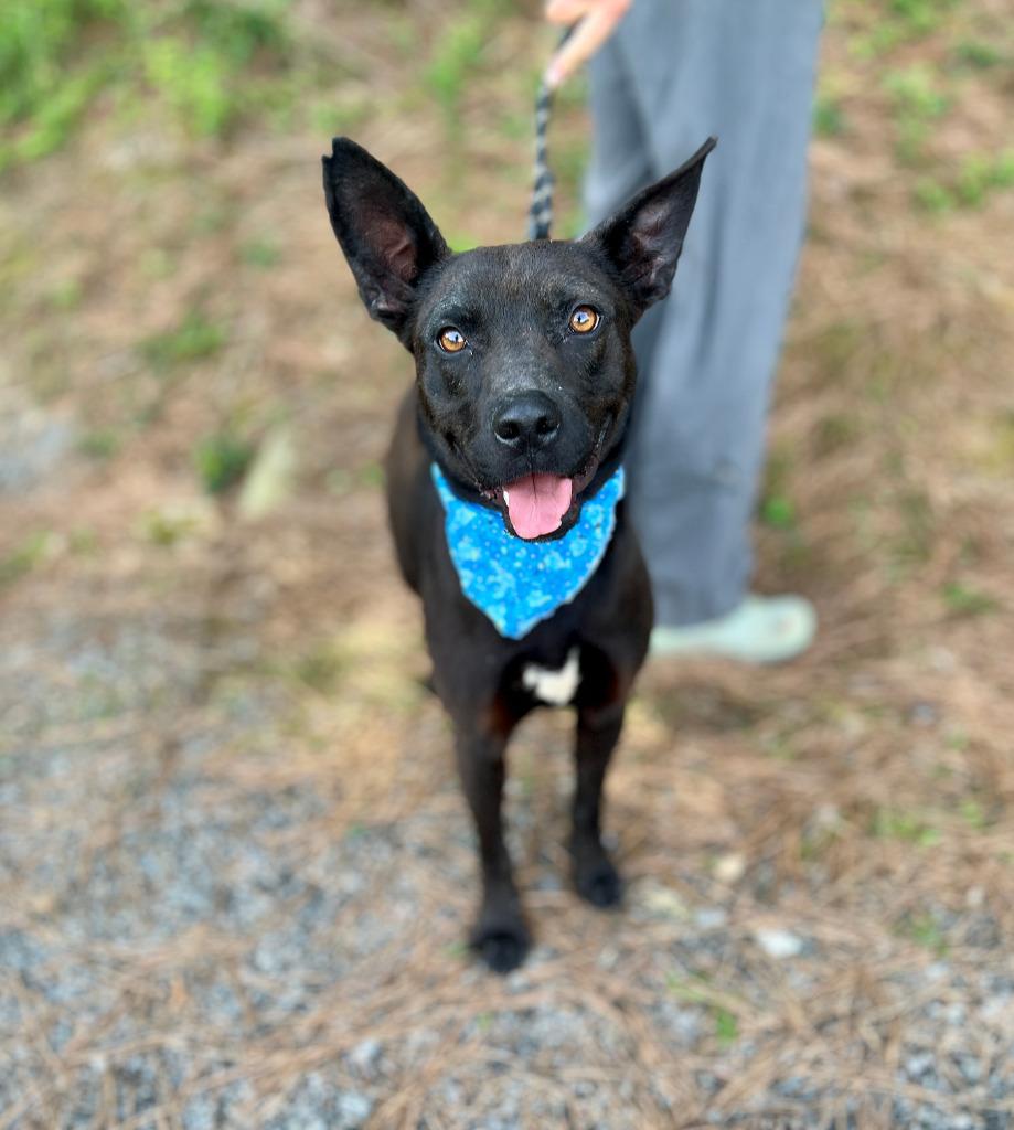 Gandalf, Adoptable, Young Male Mixed Breed.