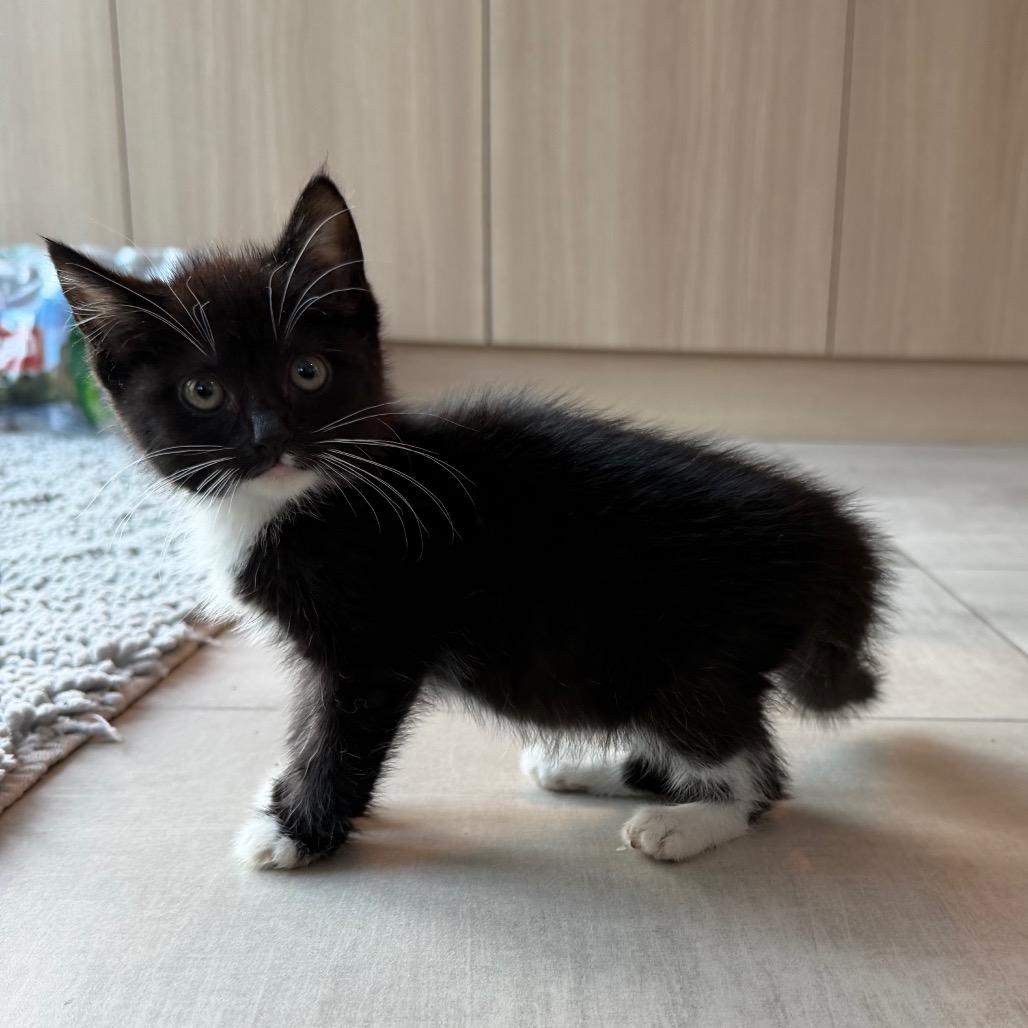 Jacqueline Kennedy O, Adoptable, Kitten Female Domestic Short Hair.