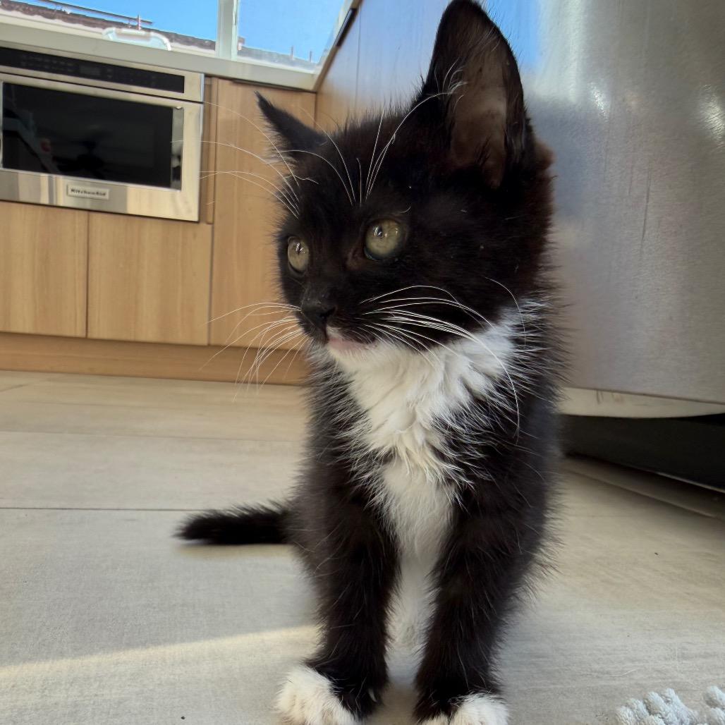 Jacqueline Kennedy O, a Adoptable Domestic Short Hair in Tustin, CA image 3/3