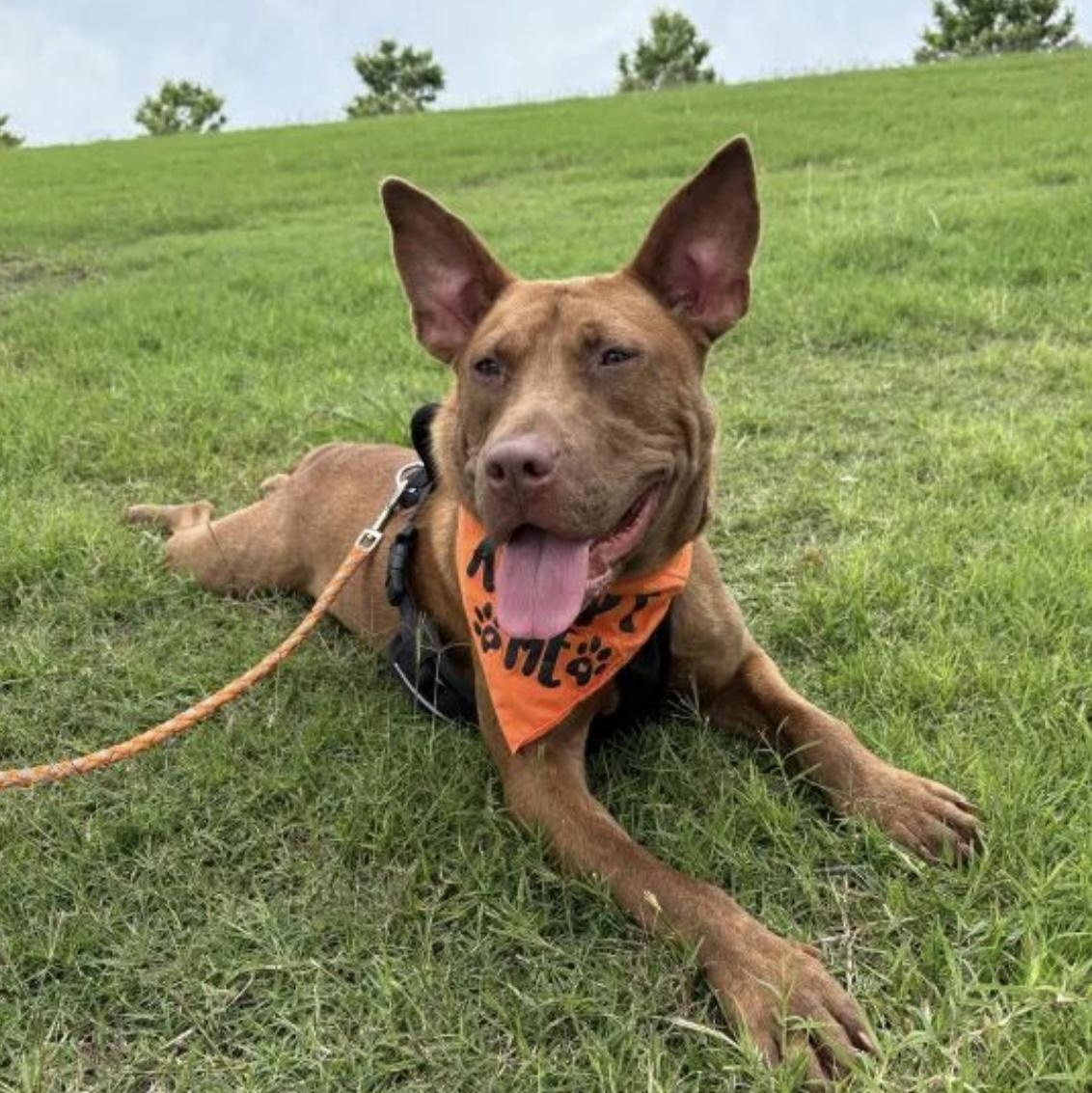 Enlarge Truman, a Adoptable mixed breed in Alexandria, VA image 4/6