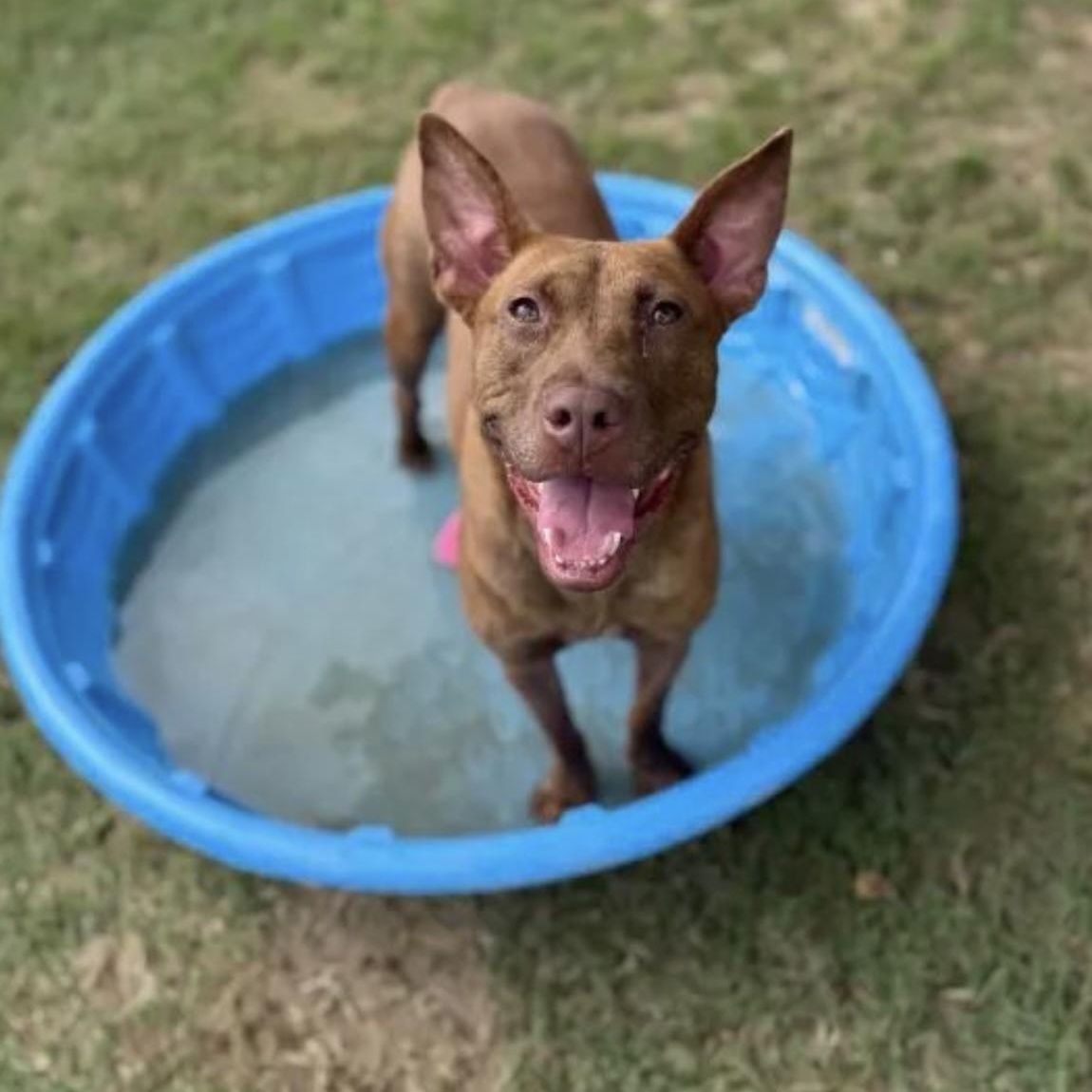Enlarge Truman, a Adoptable mixed breed in Alexandria, VA image 5/6