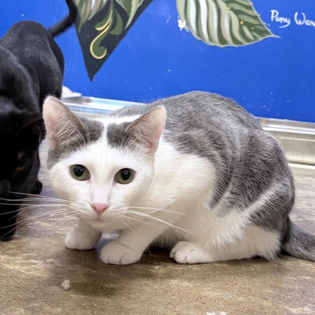 Irving B. — thumbnail 4