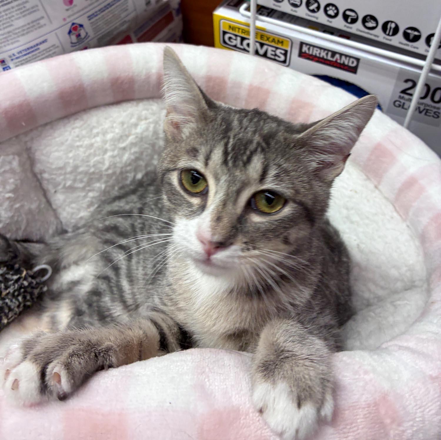 Liliana — thumbnail 6