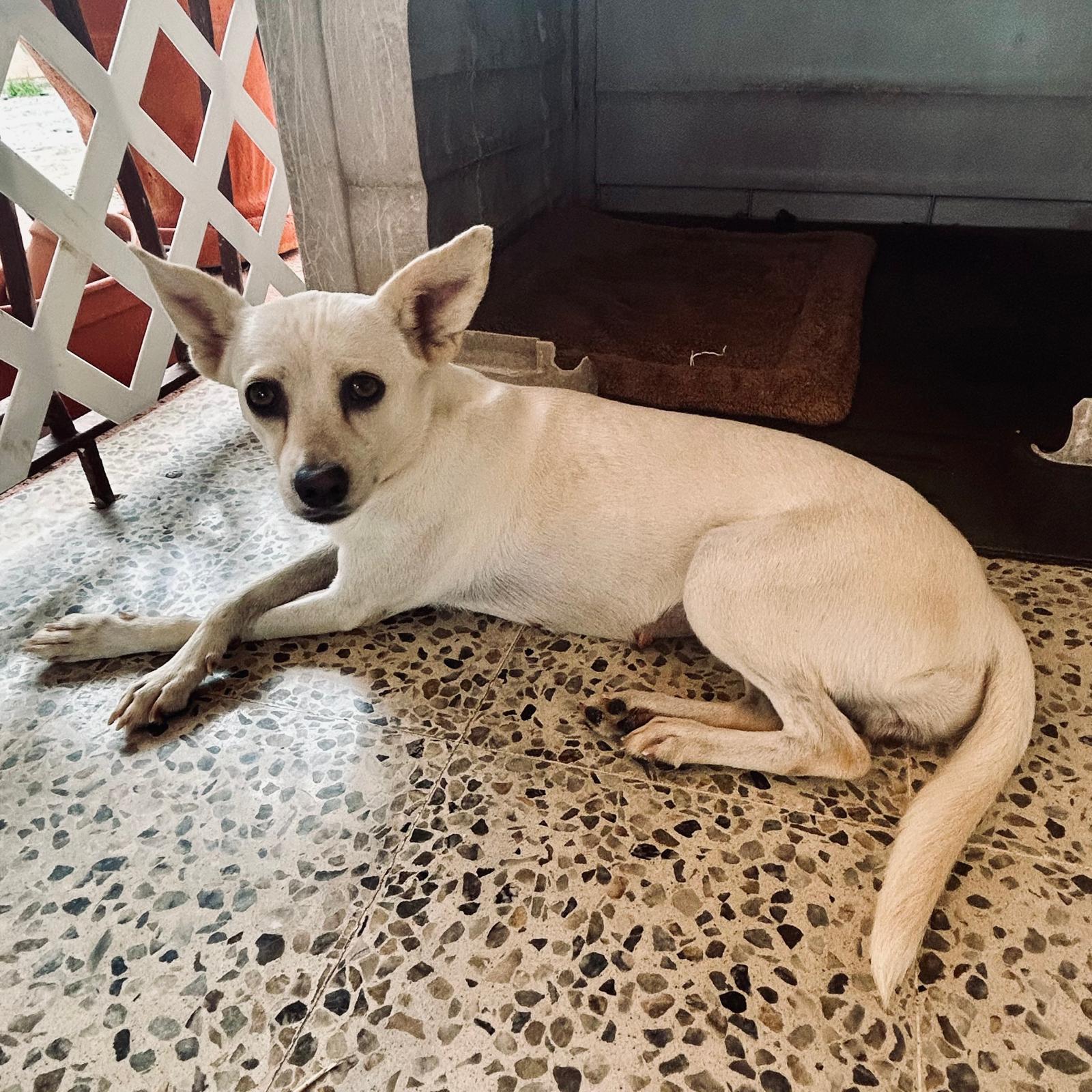Enlarge VANILLA - gentle & sweet, a Adopted mixed breed in Washington, DC image 1/4
