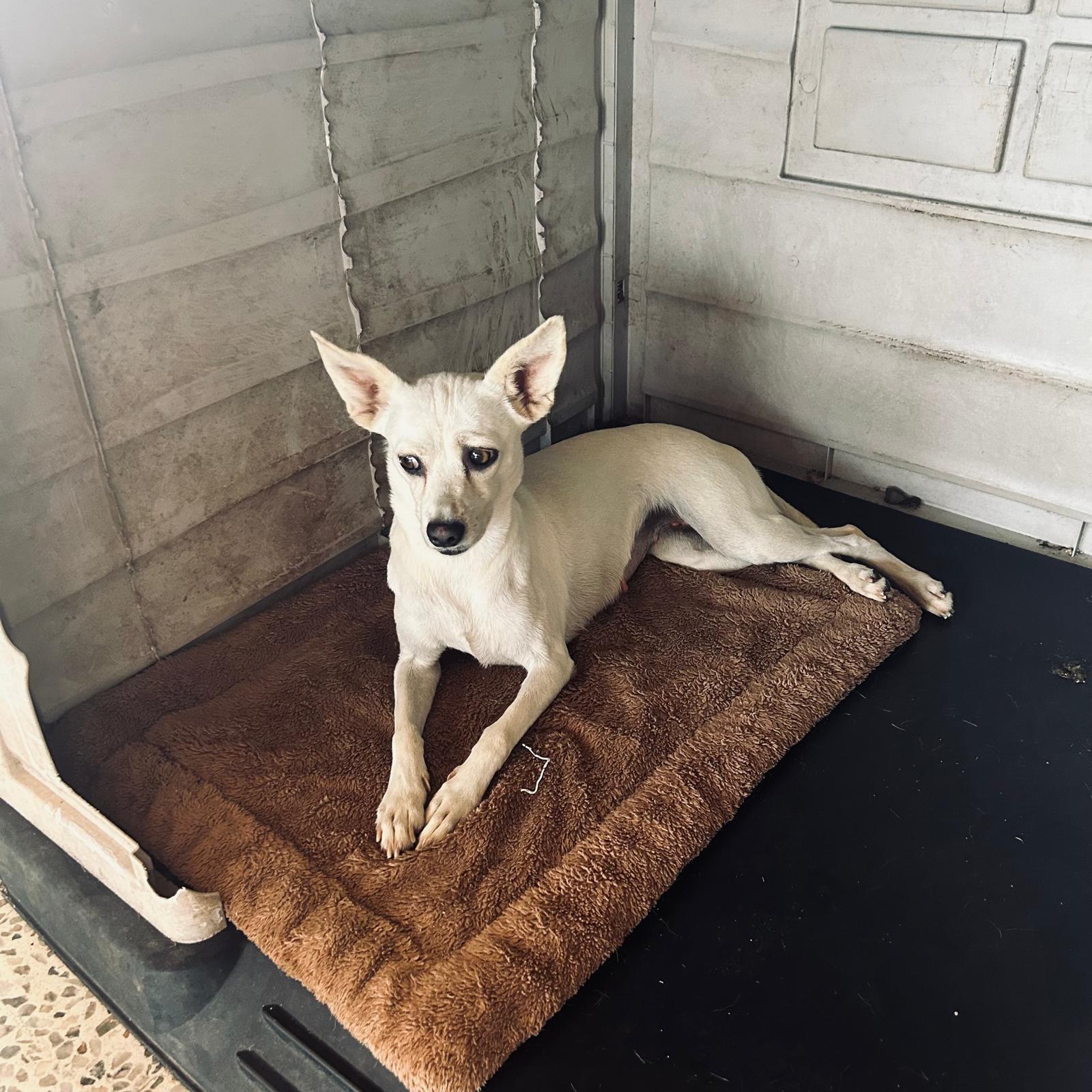 Enlarge VANILLA - gentle & sweet, a Adopted mixed breed in Washington, DC image 3/4