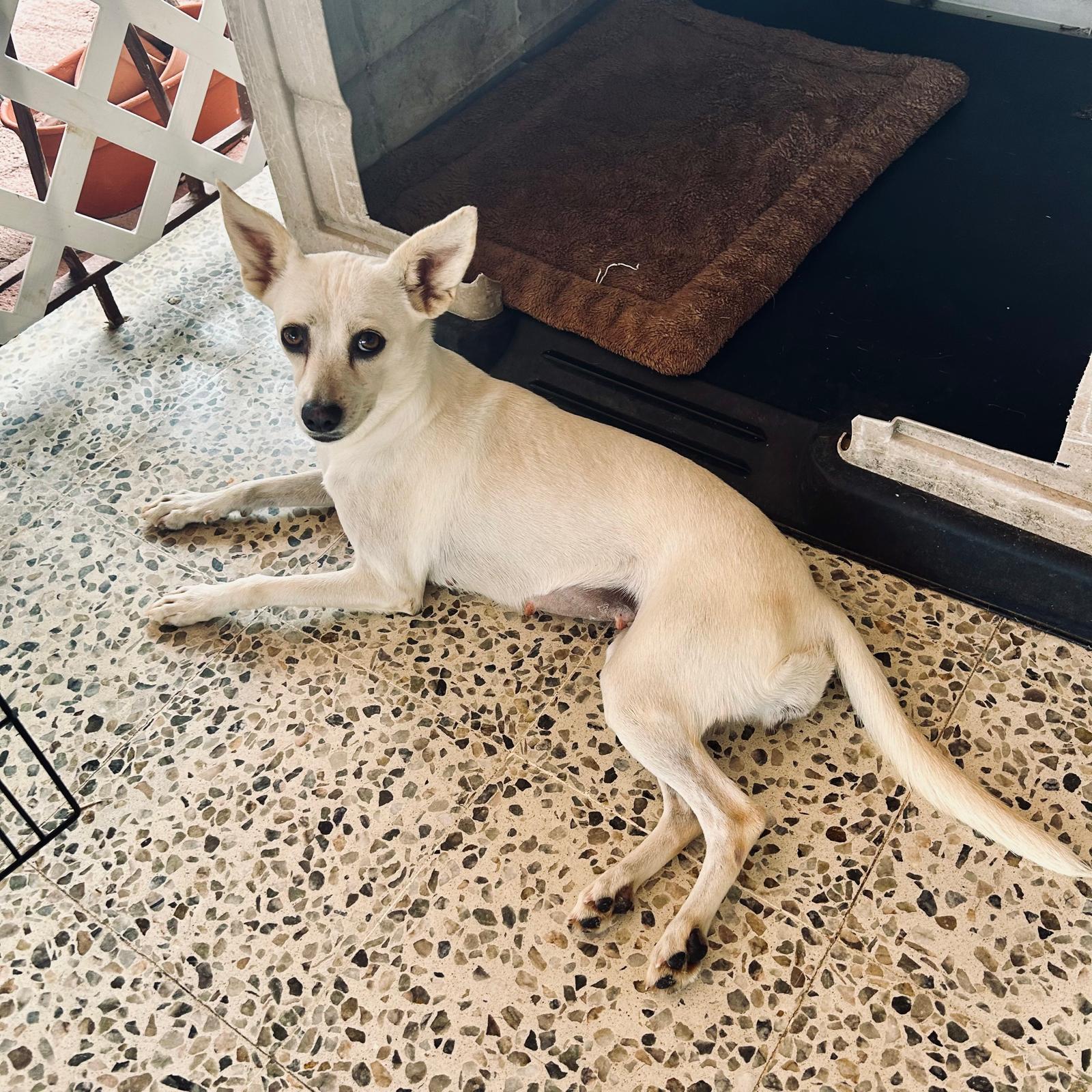 Enlarge VANILLA - gentle & sweet, a Adopted mixed breed in Washington, DC image 2/4