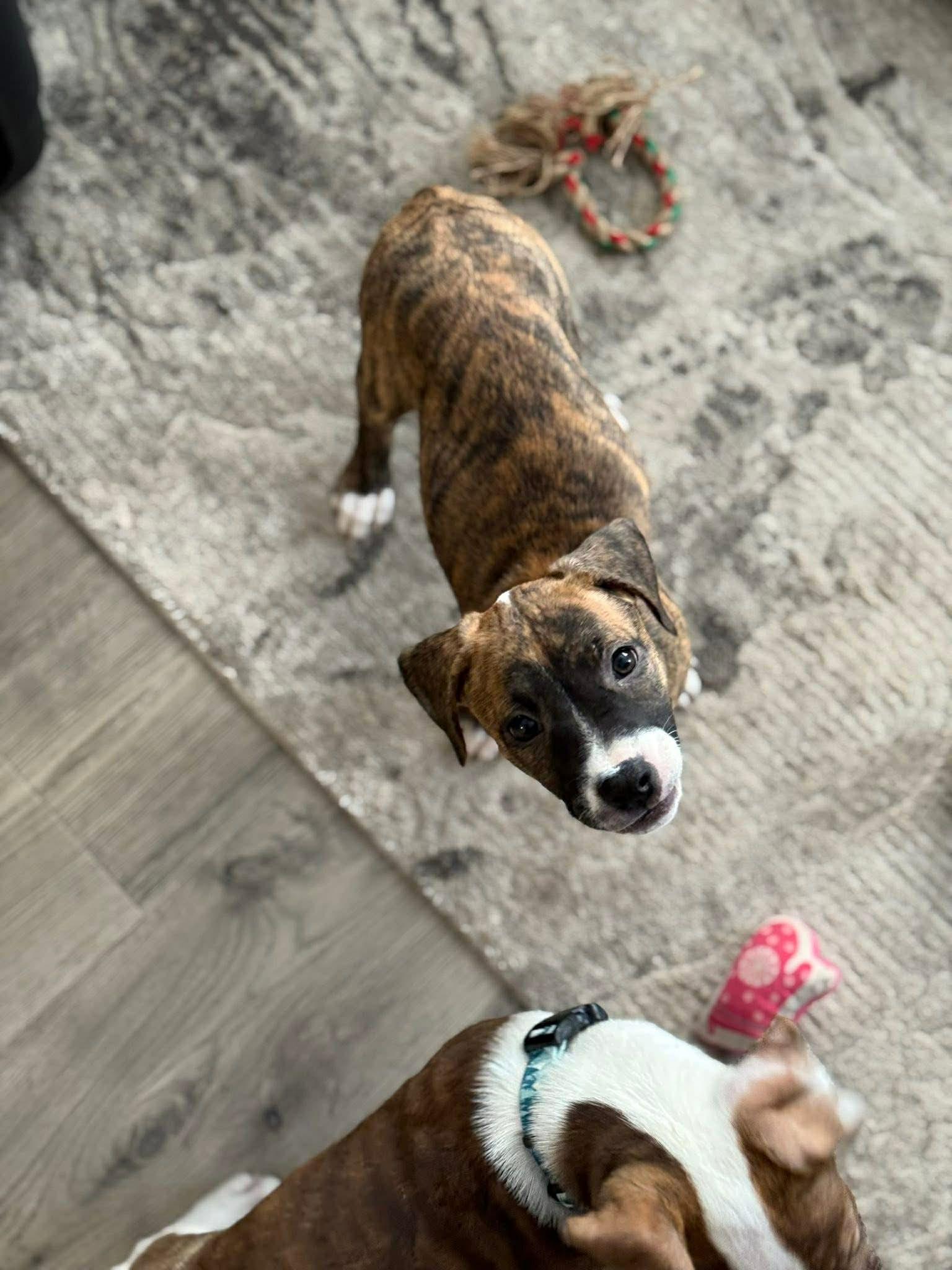 Enlarge Auburn, a Adoptable mixed breed in Duluth, MN image 1/3