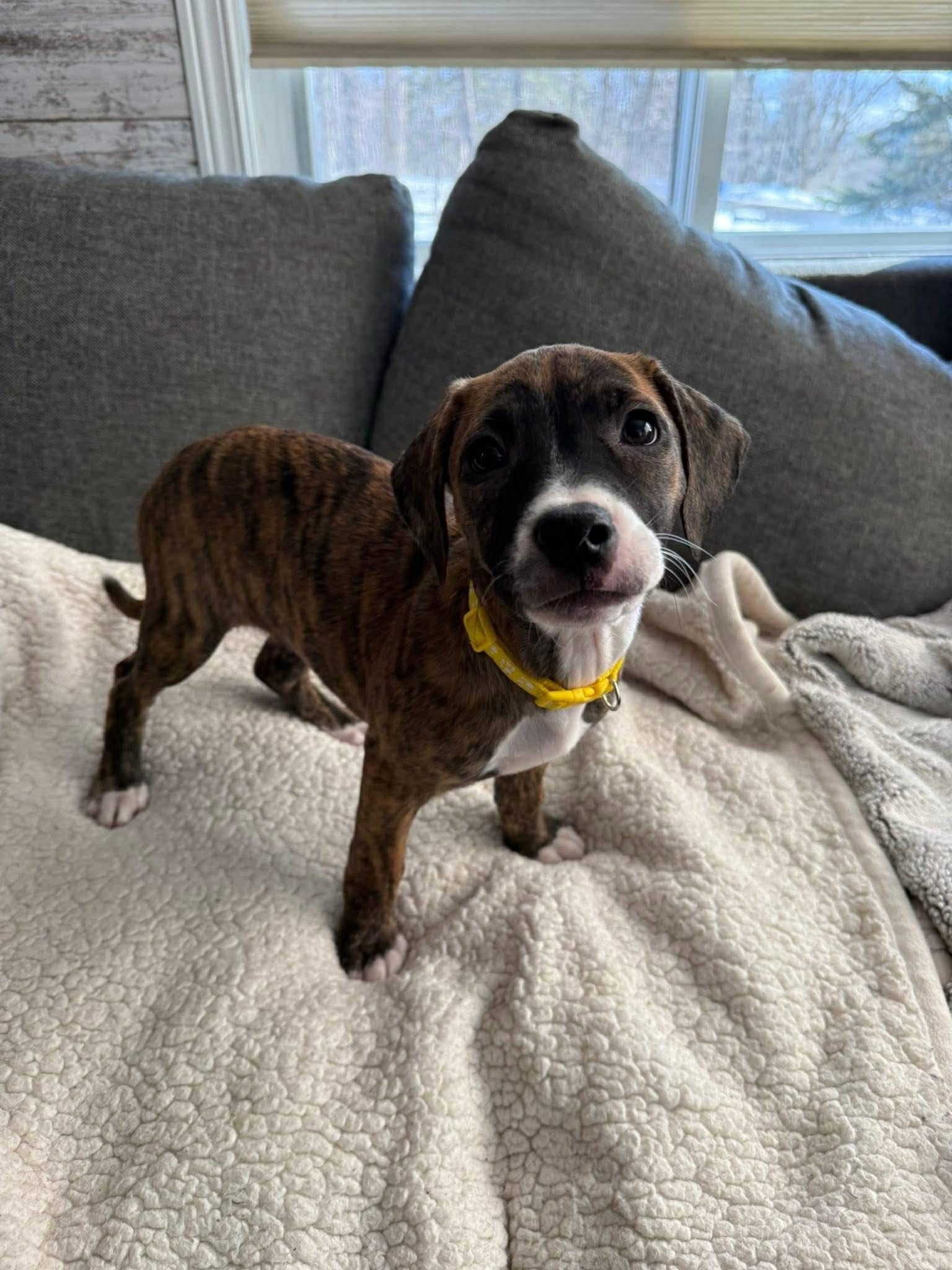 Enlarge Auburn, a Adoptable mixed breed in Duluth, MN image 3/3