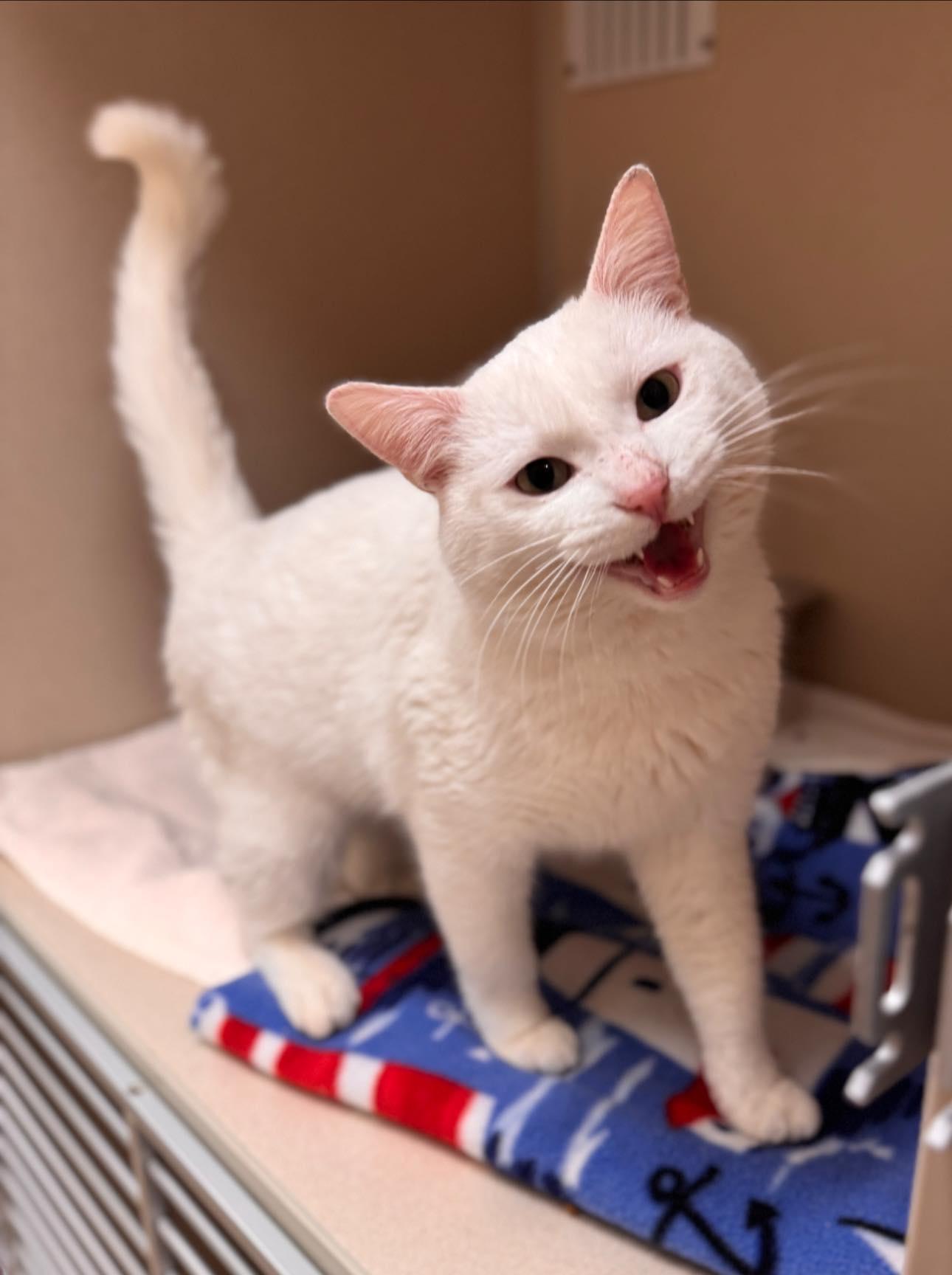 Enlarge Milkshake, an adopted mixed breed in Hackensack, MN image 1/1