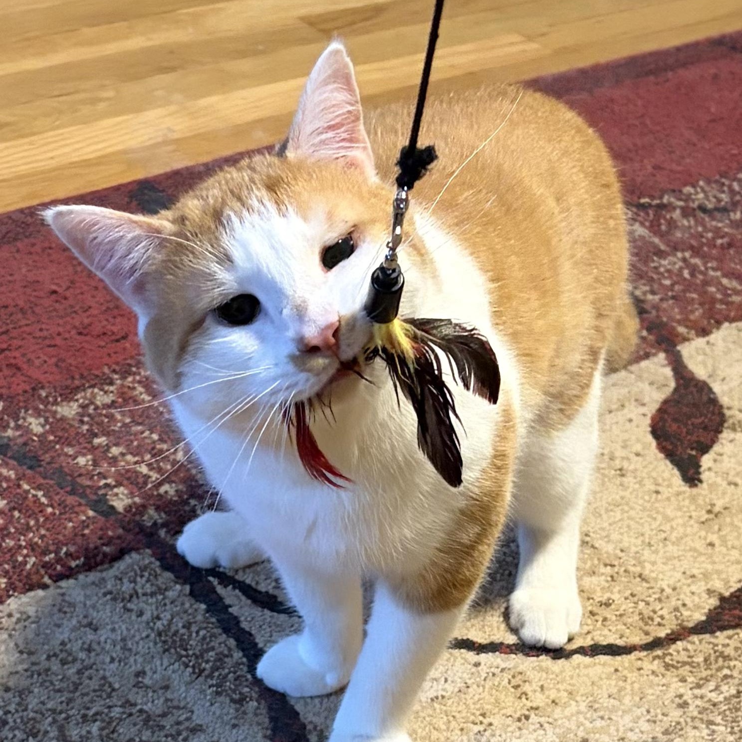 Enlarge Garth, a ADOPTABLE Domestic Short Hair in Sewell, NJ image 3/4