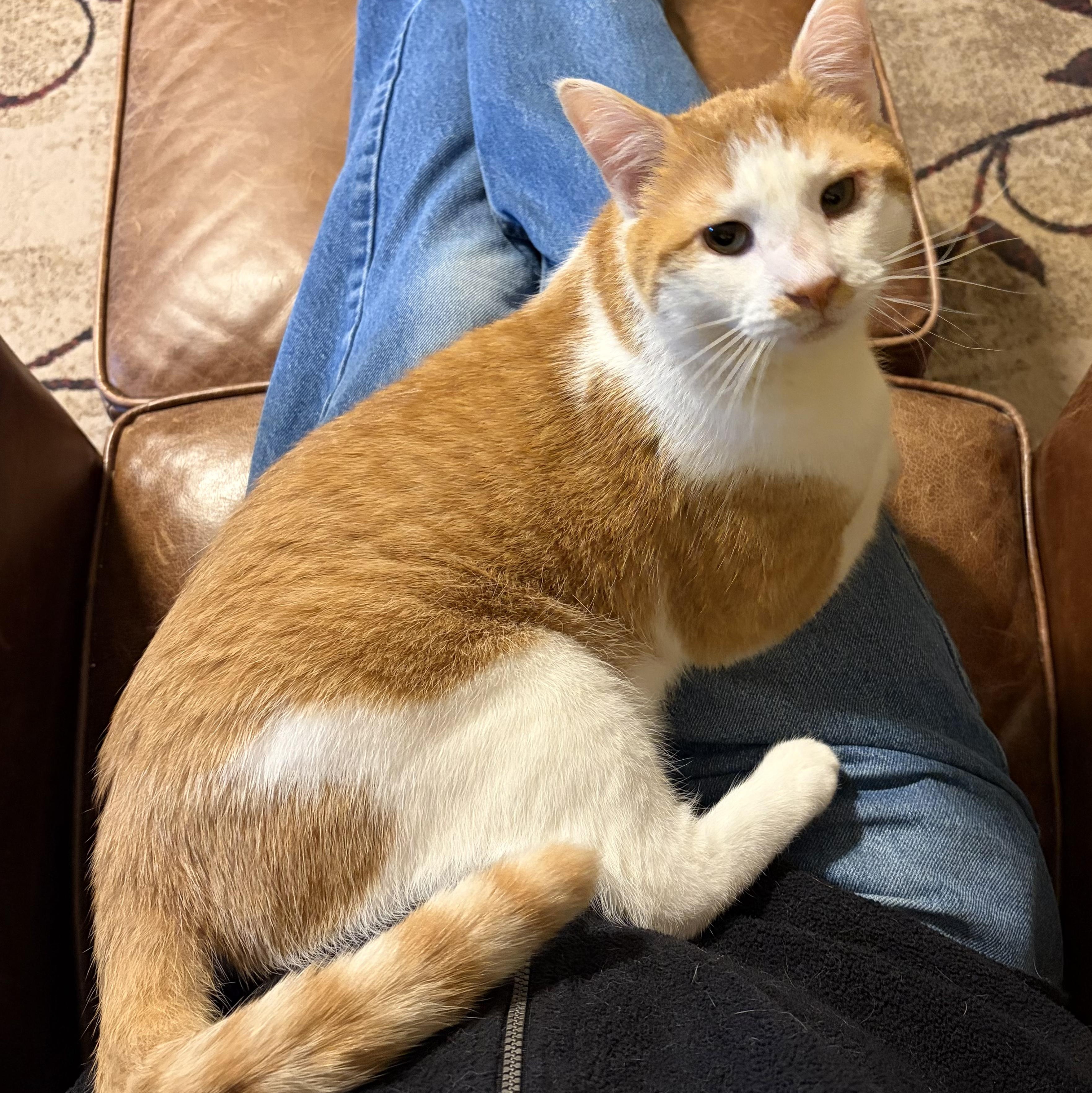 Enlarge Garth, a ADOPTABLE Domestic Short Hair in Sewell, NJ image 4/4