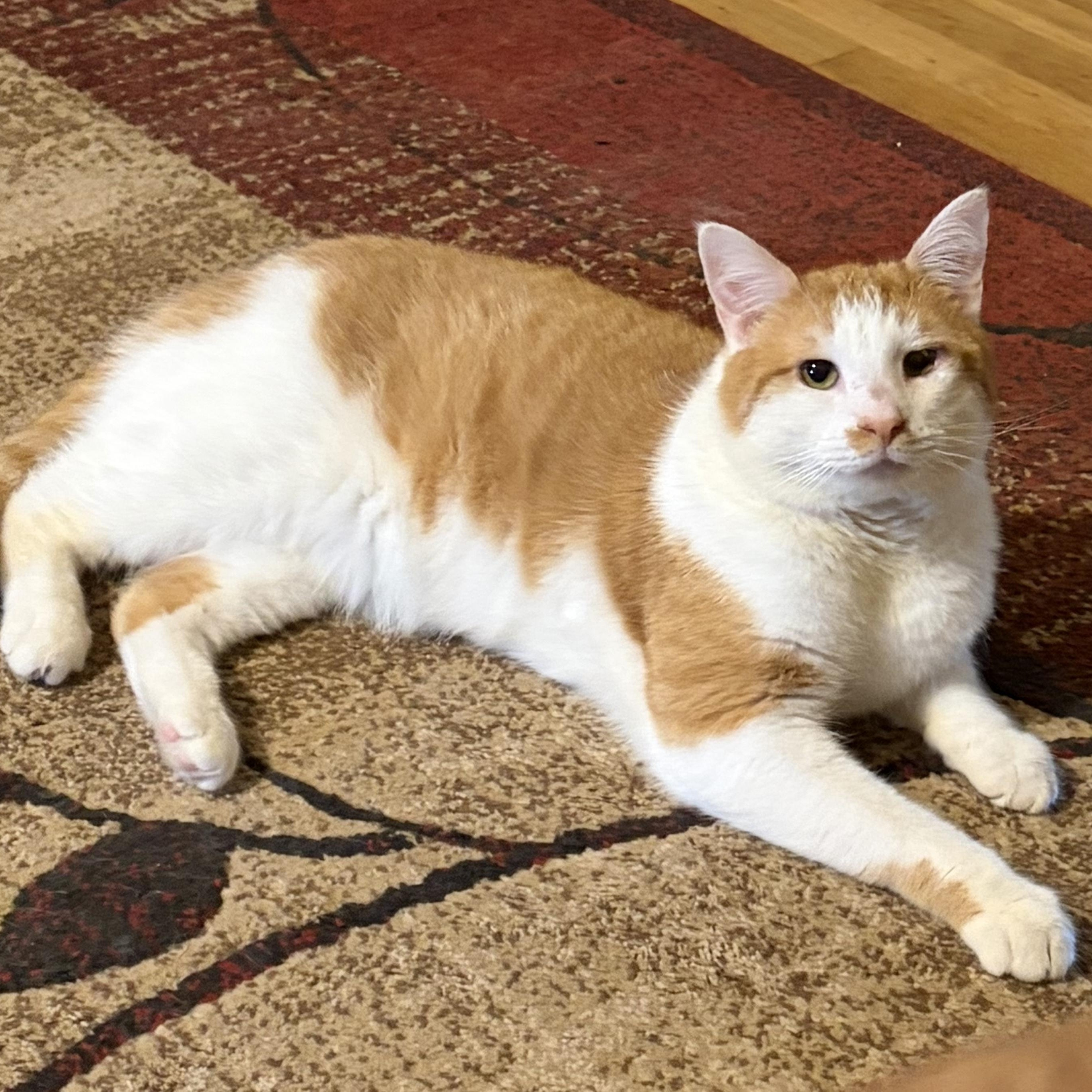 Enlarge Garth, a ADOPTABLE Domestic Short Hair in Sewell, NJ image 2/4