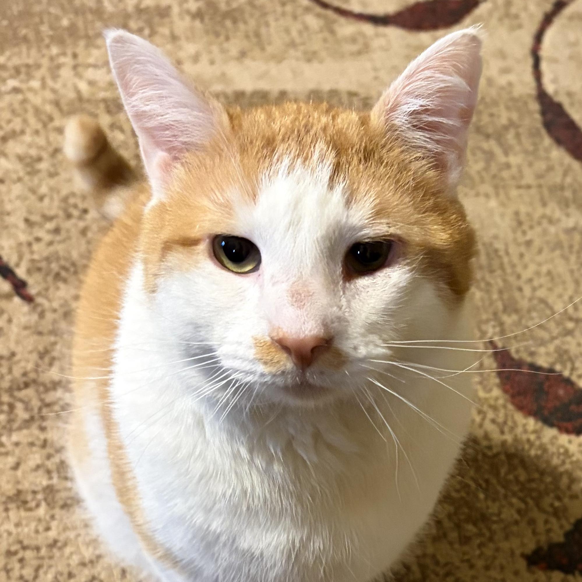 Enlarge Garth, a ADOPTABLE Domestic Short Hair in Sewell, NJ image 1/4