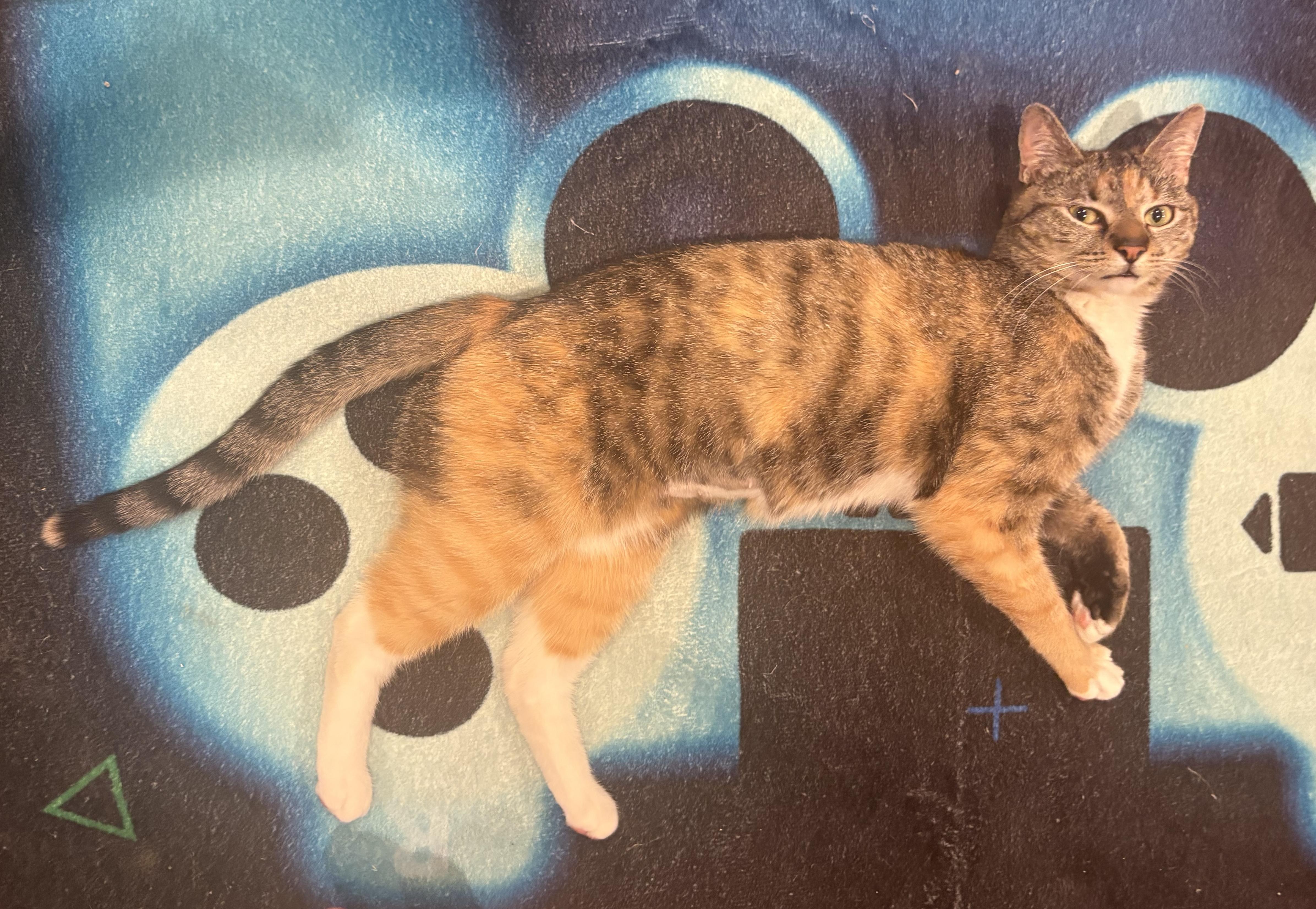 Sofia , a ADOPTABLE Domestic Short Hair in Bensalem, PA image 2/4