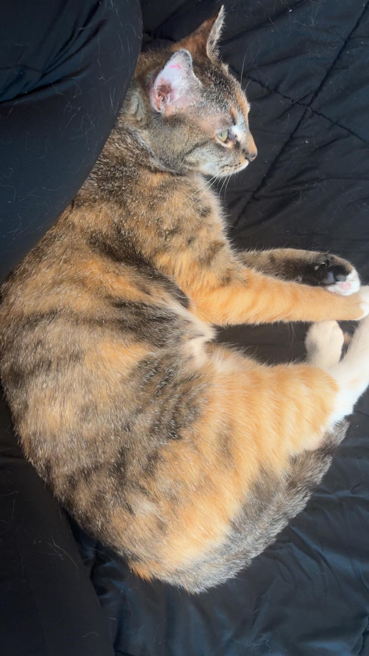 Sofia , a ADOPTABLE Domestic Short Hair in Bensalem, PA image 4/4