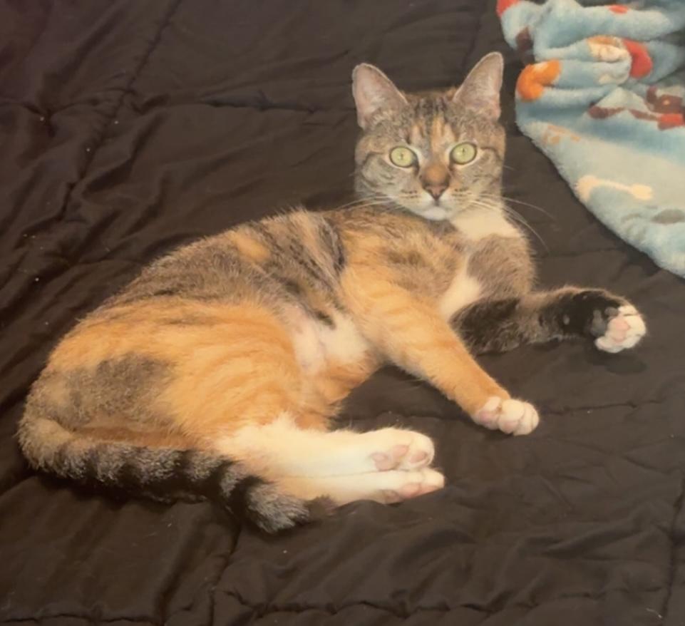 Sofia , ADOPTABLE, Young Female Domestic Short Hair.