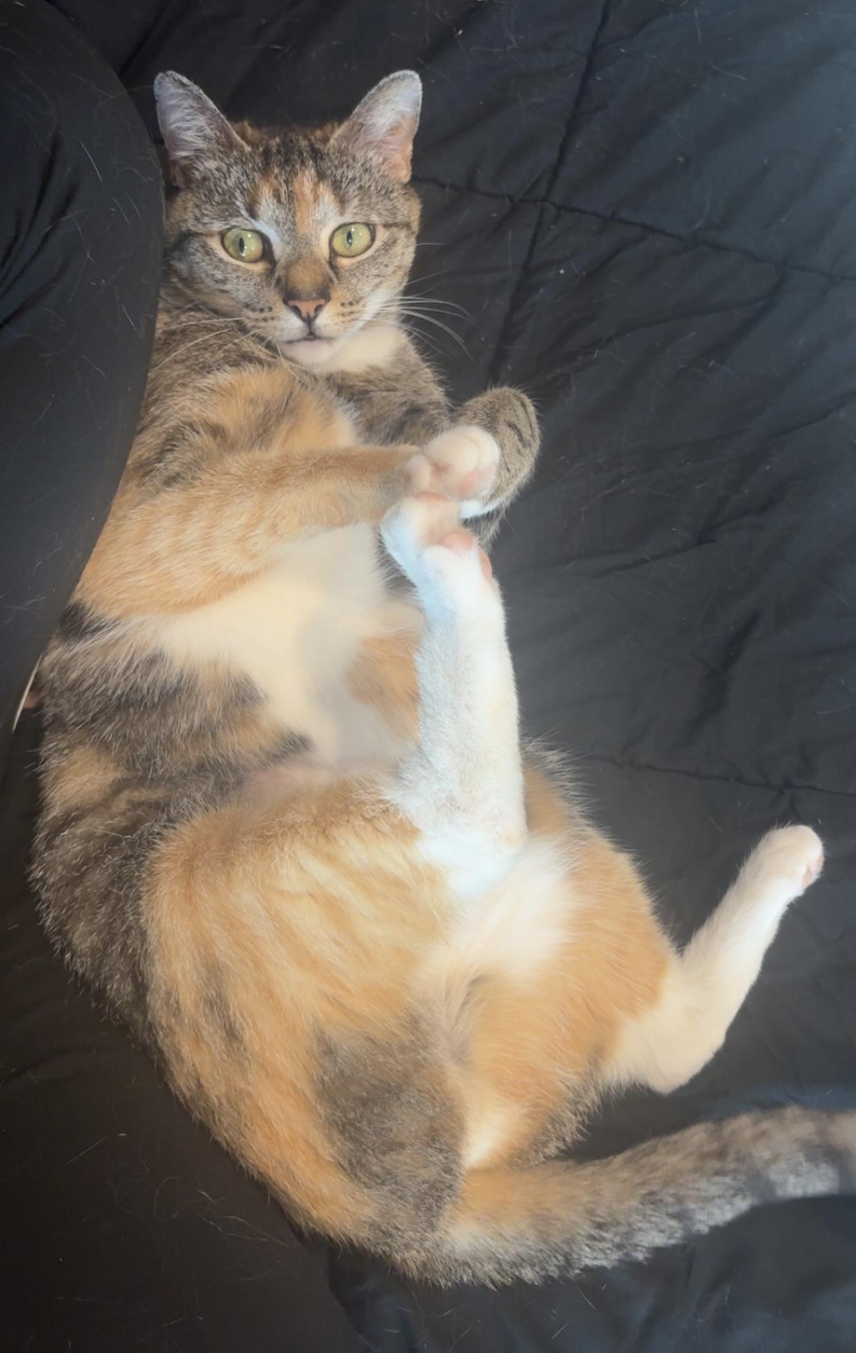 Sofia , a ADOPTABLE Domestic Short Hair in Bensalem, PA image 3/4
