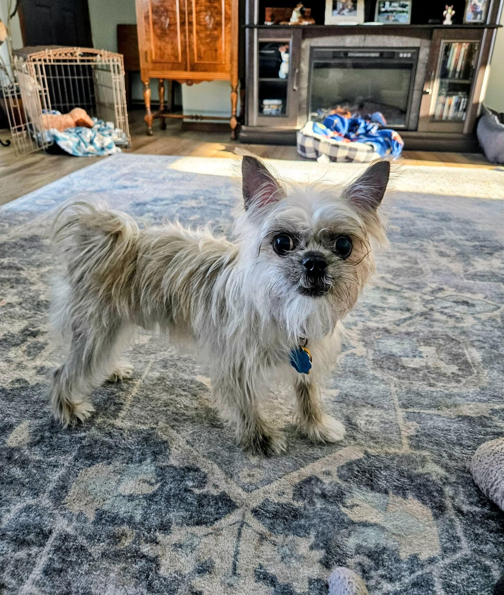 Mikey, ADOPTABLE, Adult Male Mixed Breed.