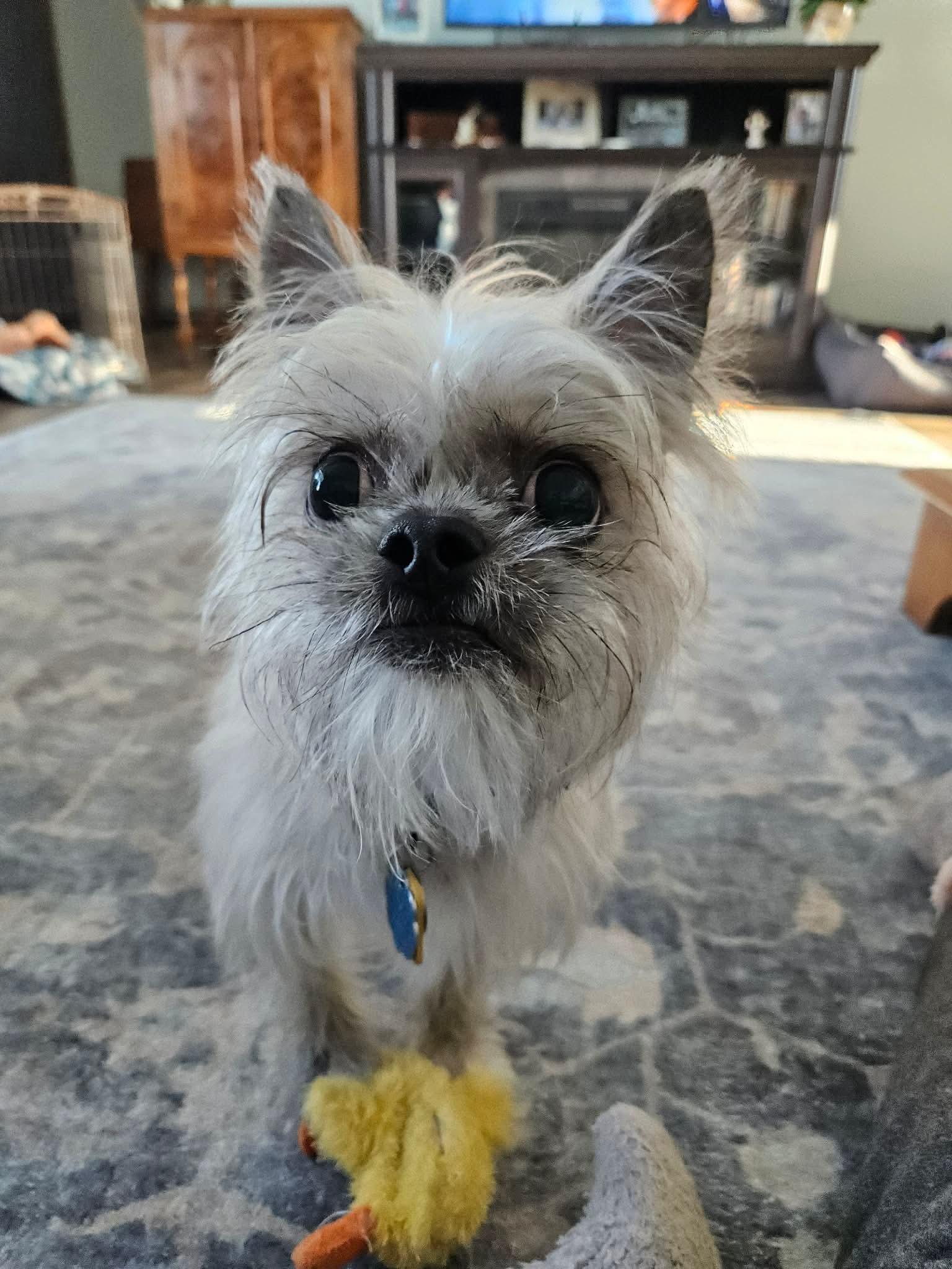 Mikey, a ADOPTABLE Mixed Breed in Green Bay, WI image 2/4